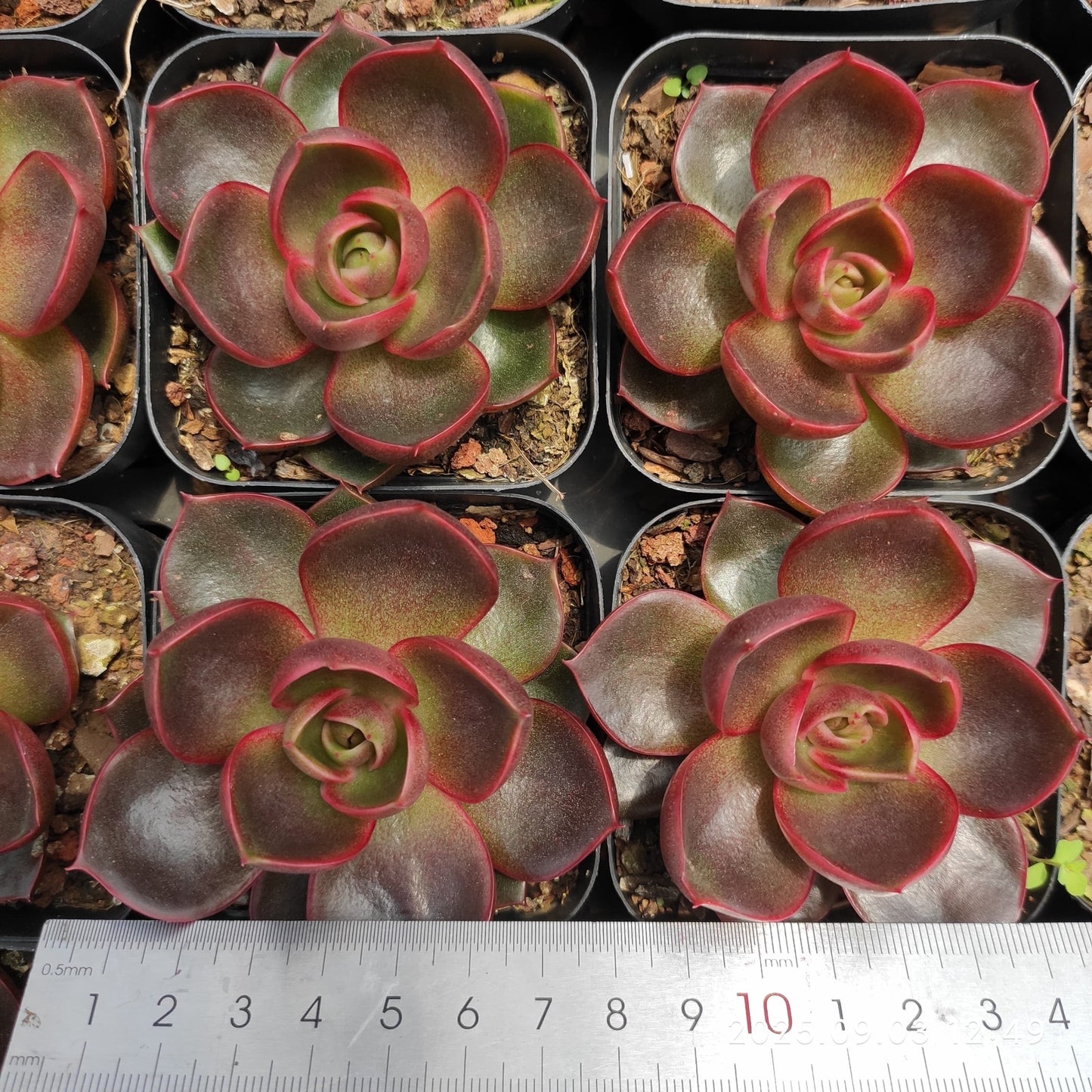 ZZA366 トラフィックライト(7cm pot)