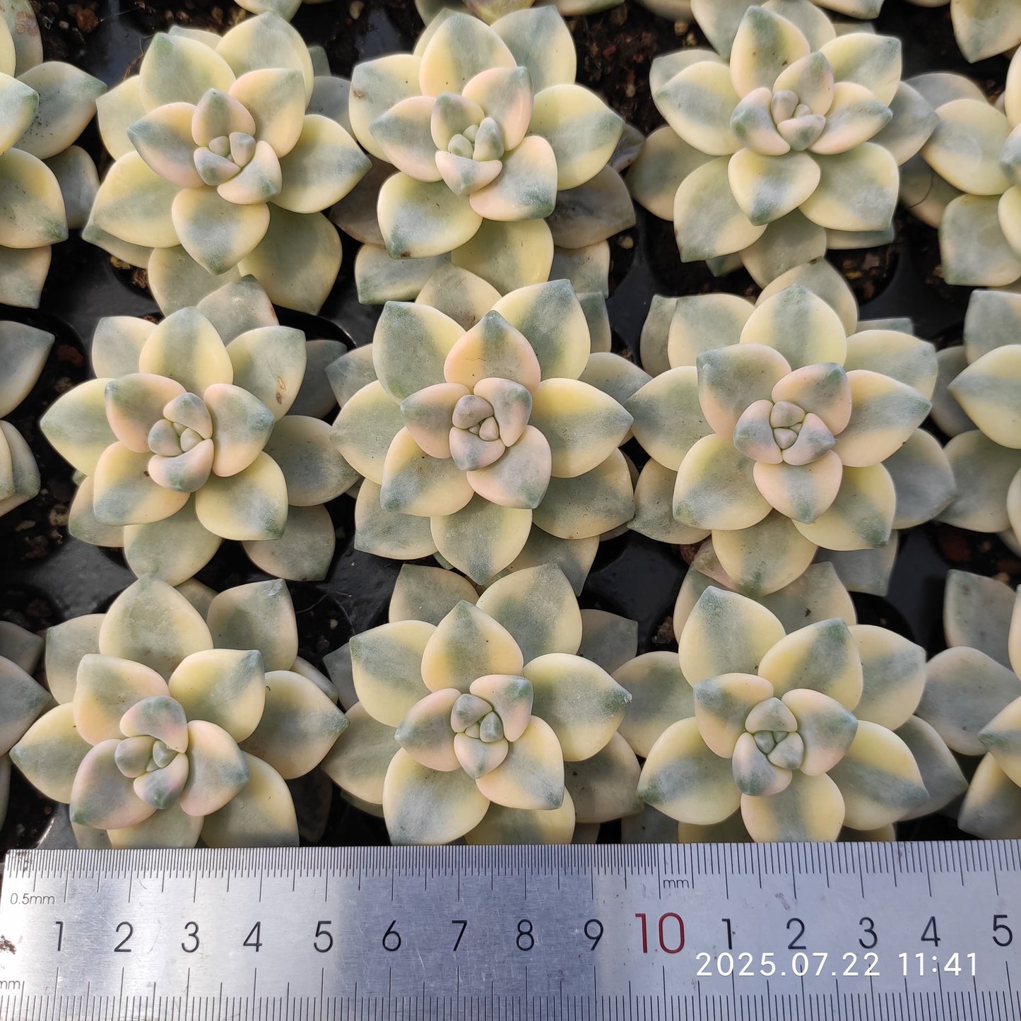 RC109 ティテュバンス錦(3cm pot)