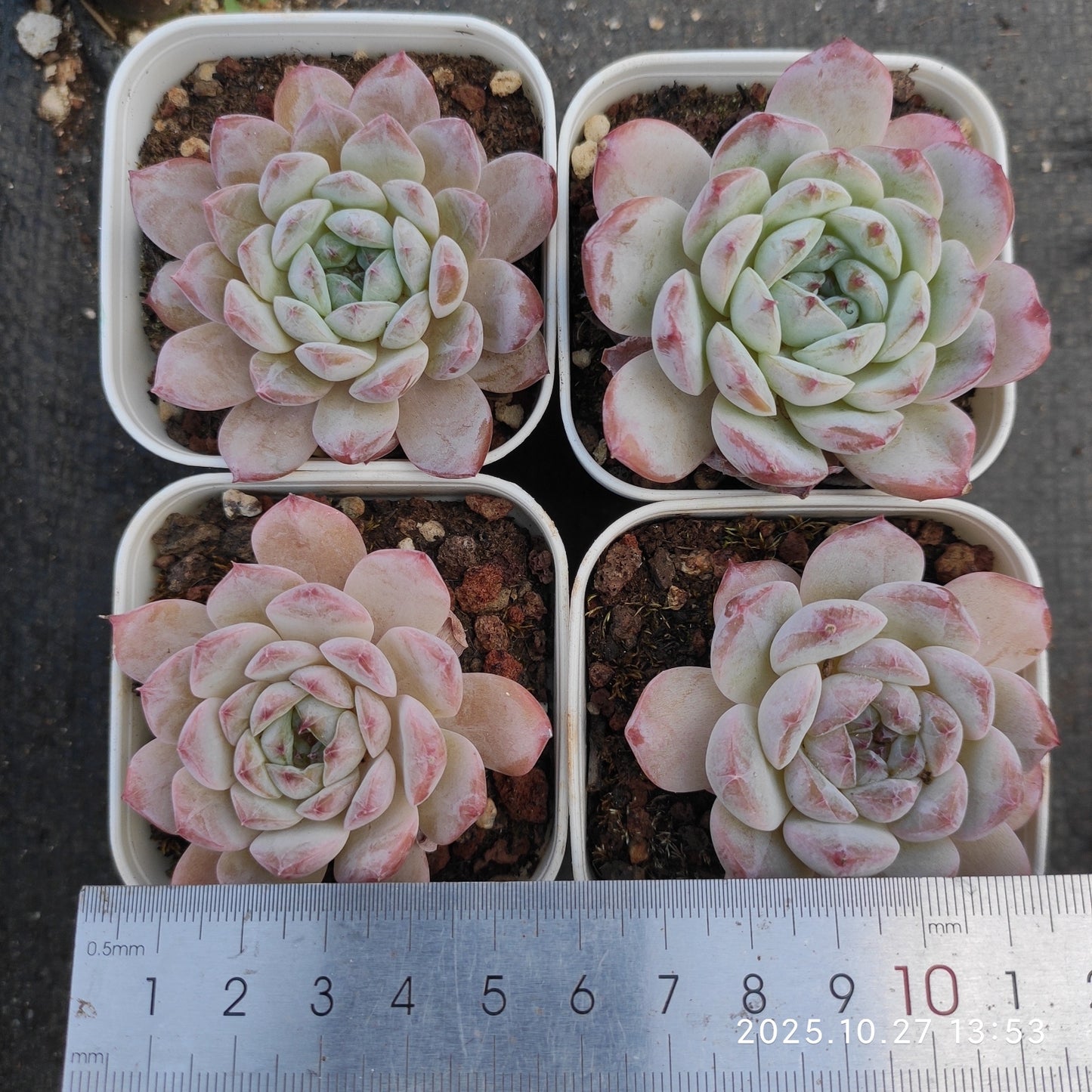 21810 アイス スピリットHyb(7cm pot)