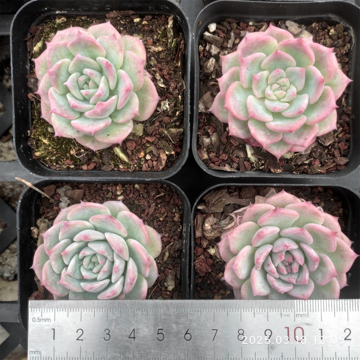 ZZA237 AKマリア(7cm pot)