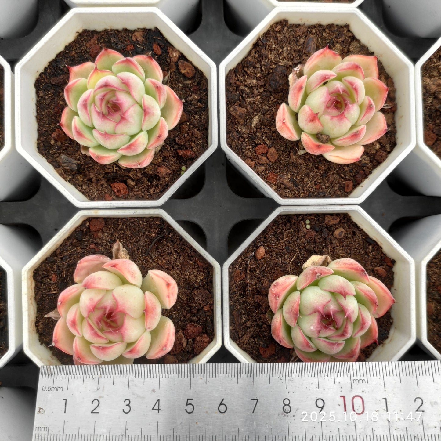 YBB209 エンチャンティングフェアリー(7cm pot)