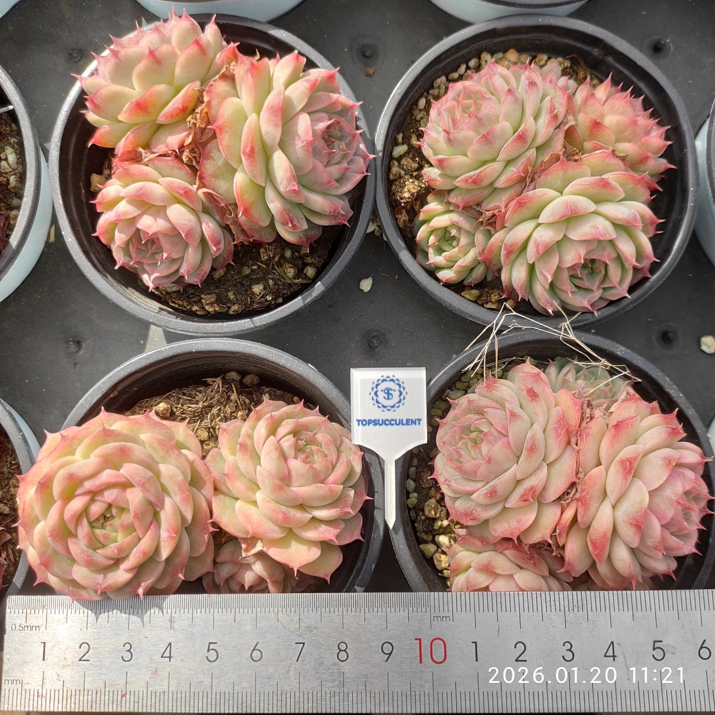 24879 ミッドナイト ヴェール