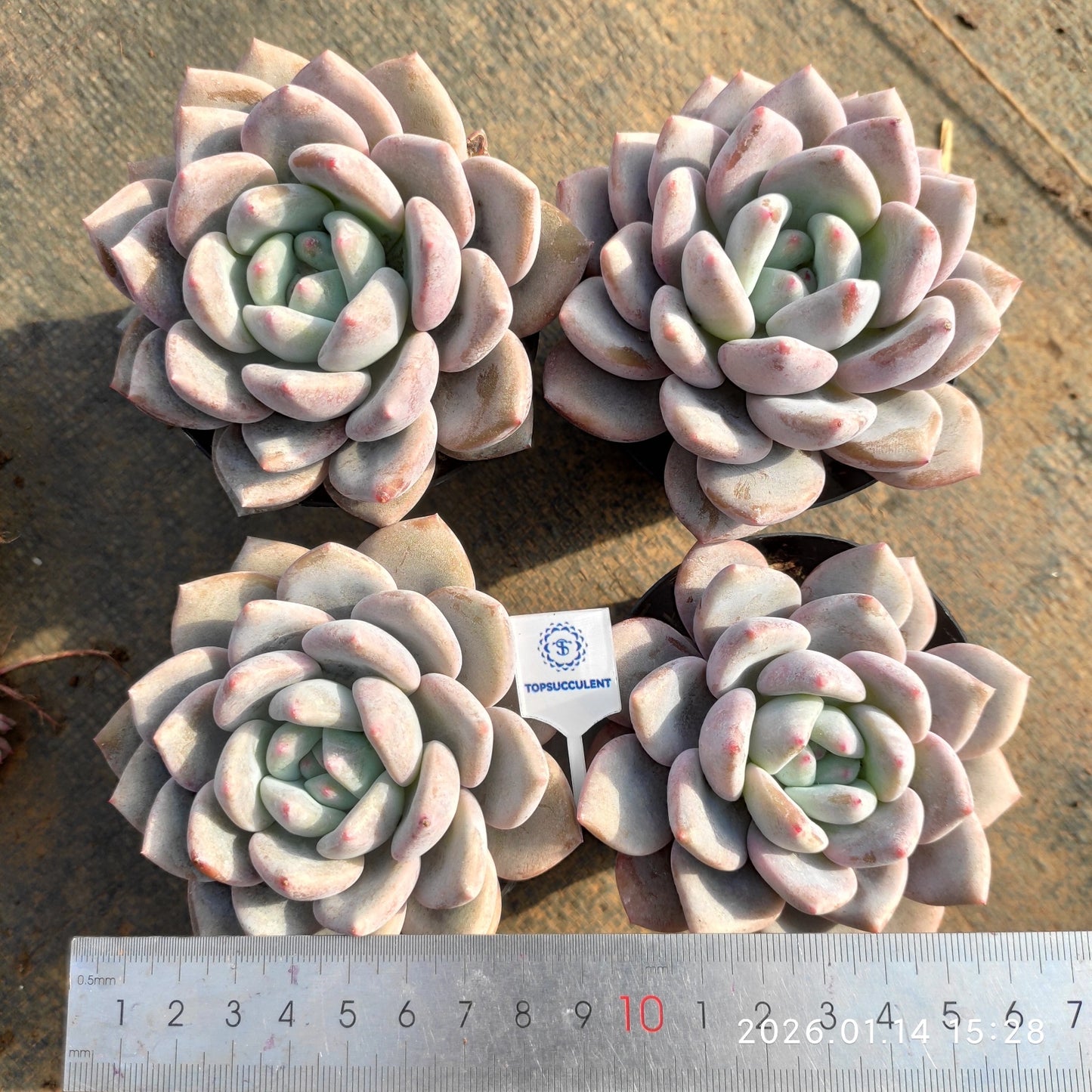 18747 OPアイスグリーン