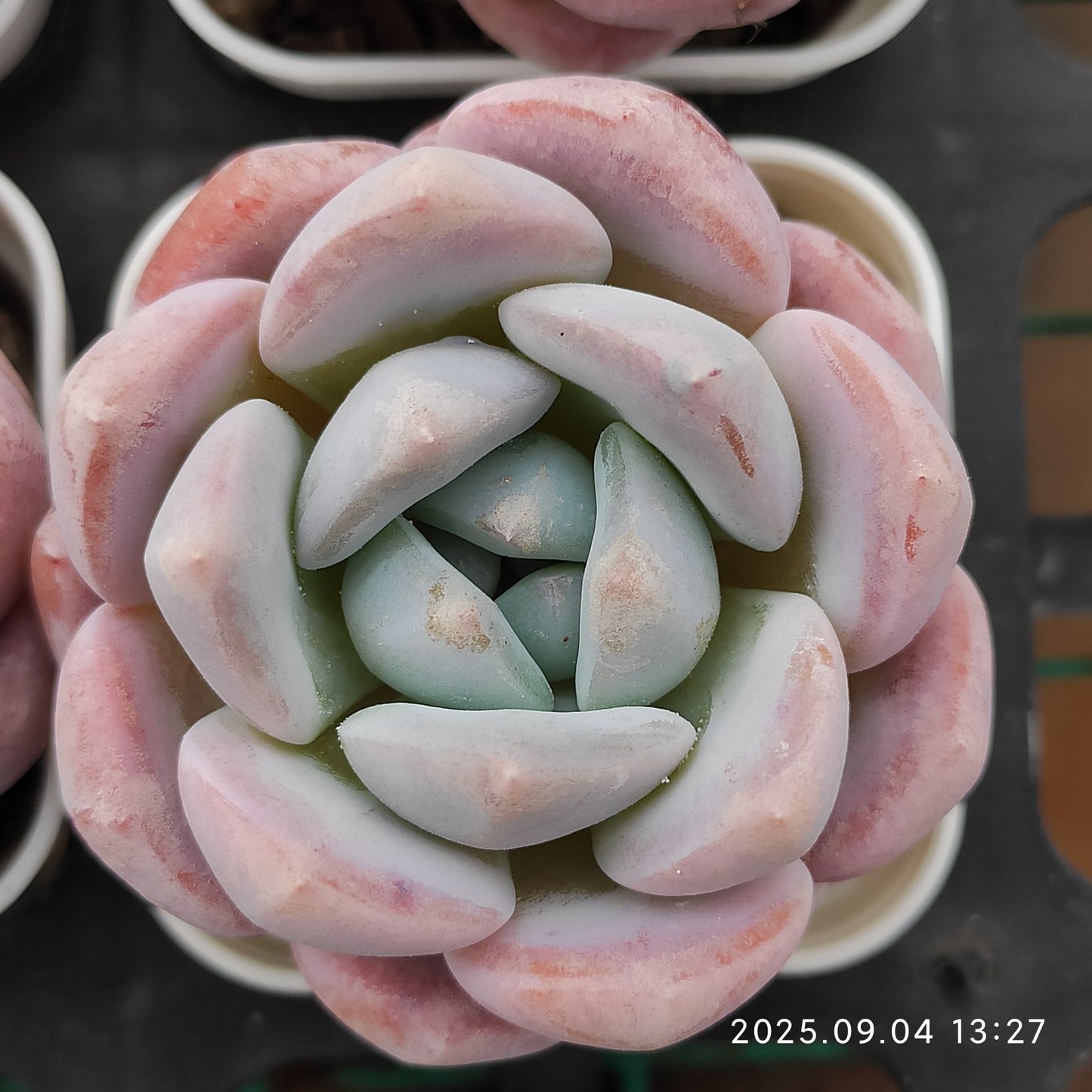 MMY814 ピンクアレックス x アイスグリーン (5.5cm pot)
