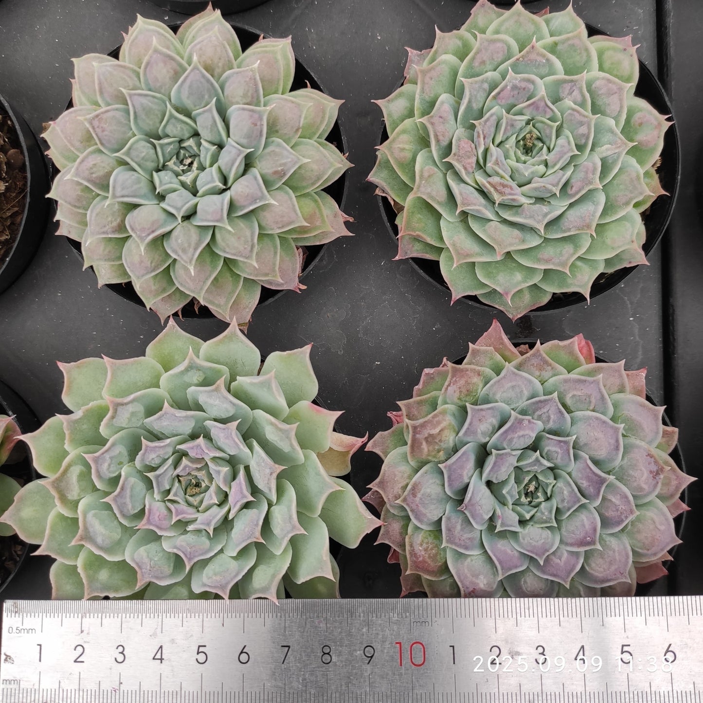 MMT768 ギロドロップス(9 cm pot)