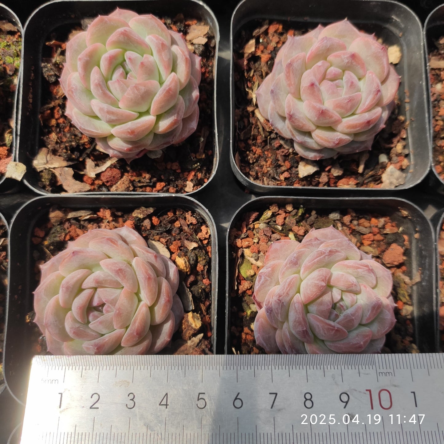 ZZA941 シュガー チェリー(7cm pot)