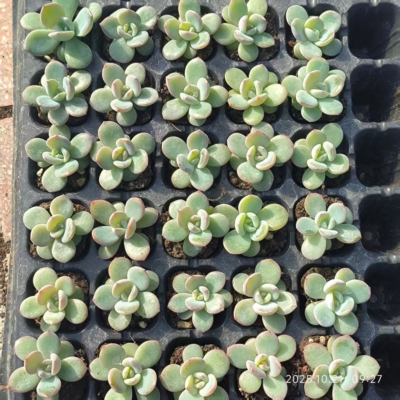 21733 フェニックスオレンジ(3cm pot)(ポット苗)