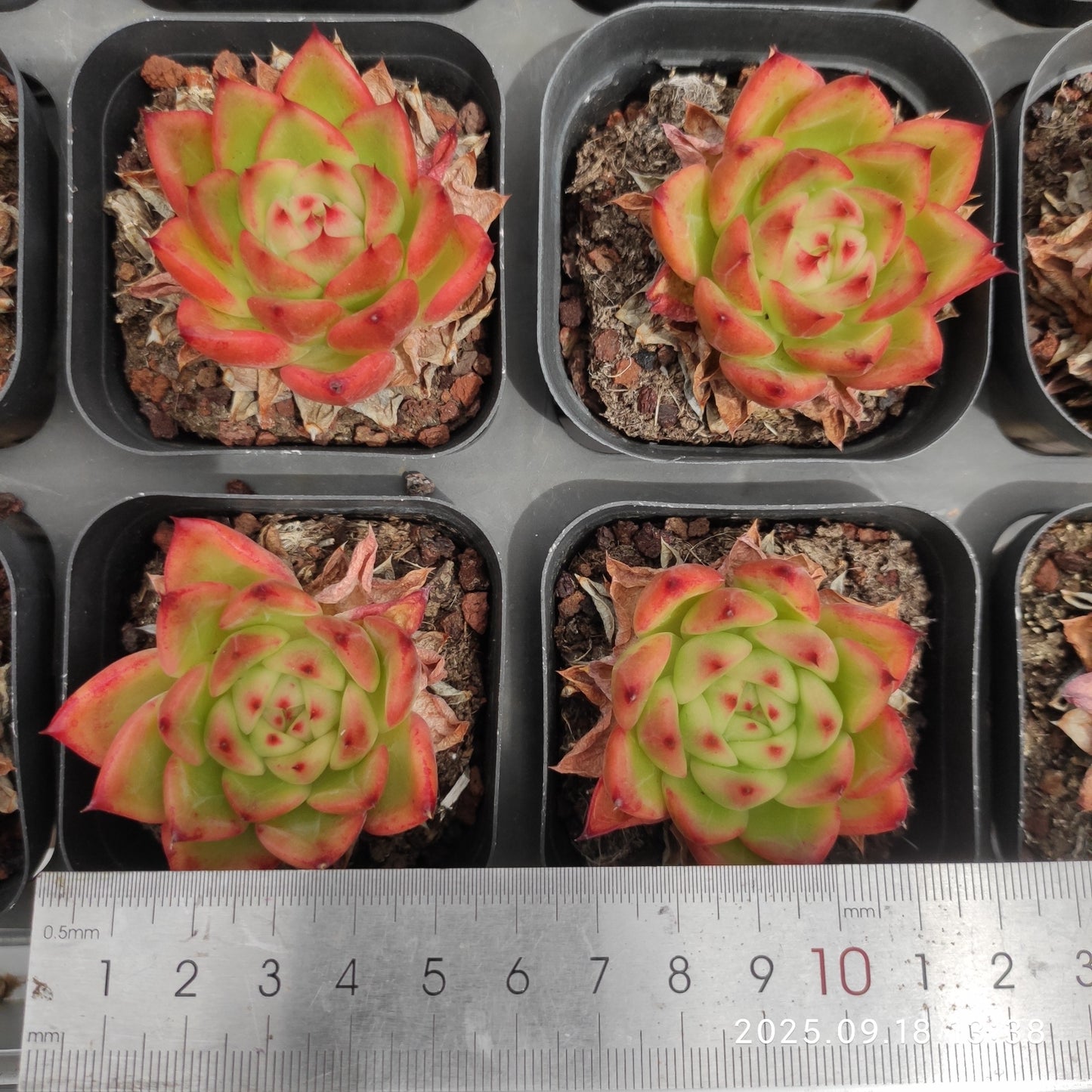 LMM375 アンストーン(6.5 cm pot)