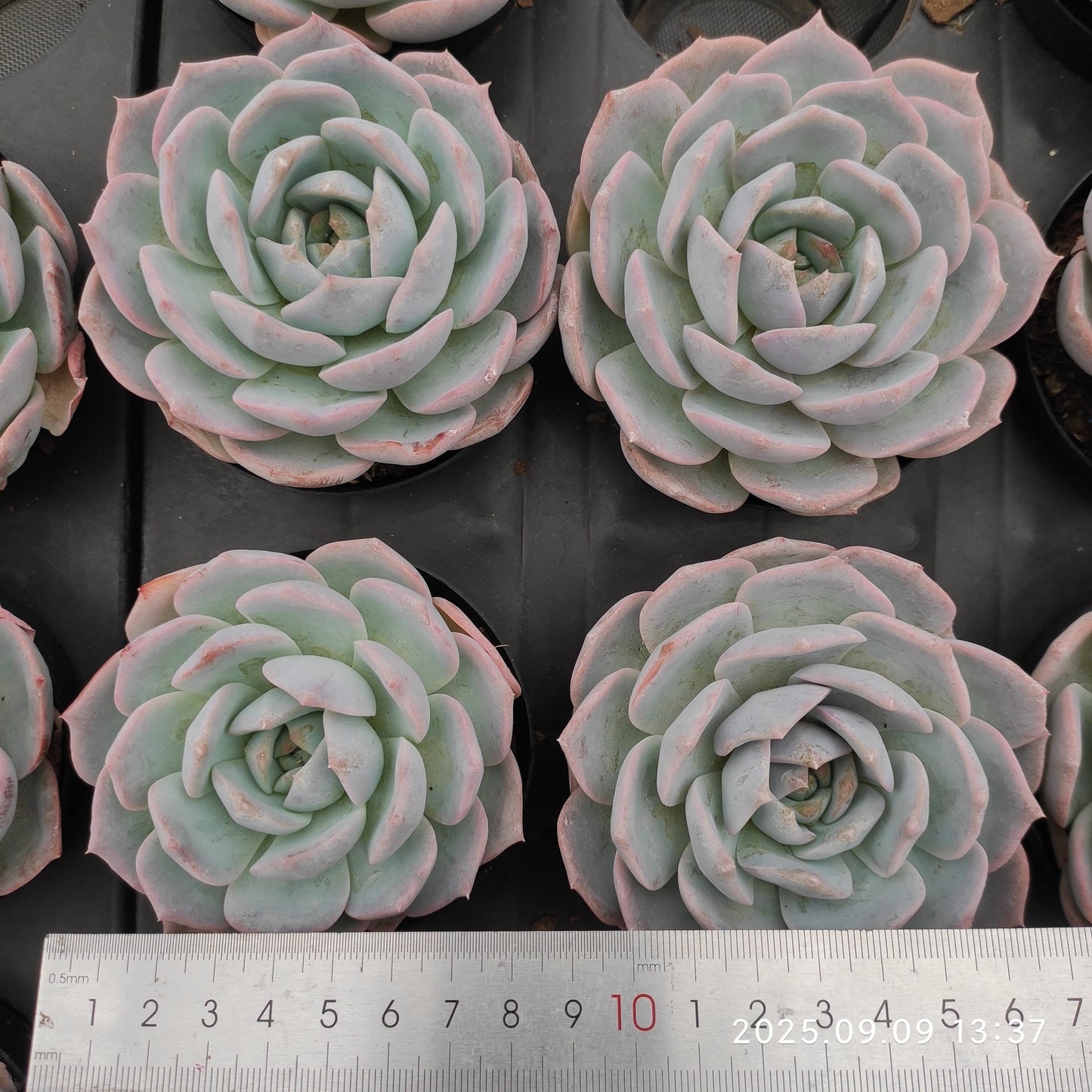 MMT725 パープルクィーン (9cm pot)