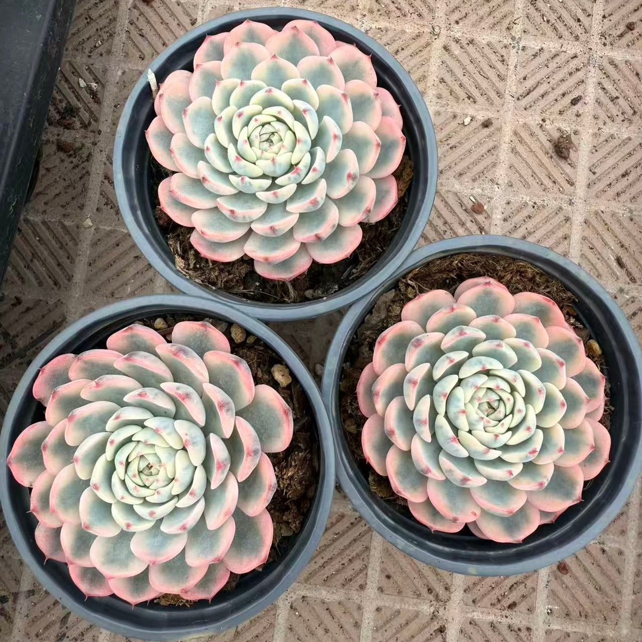 22560 ワイト ミニマー錦(9cm pot)