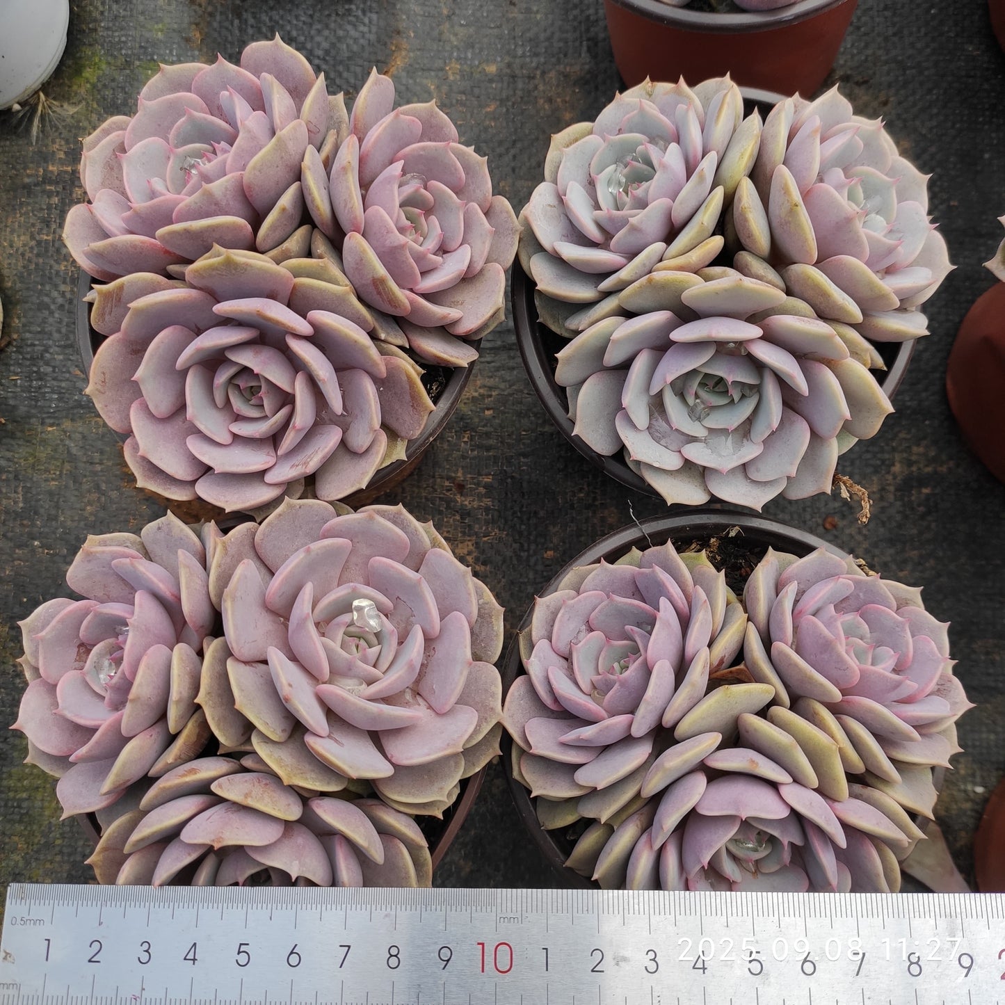 GDX024 ピンクバタフライ(12cm pot)