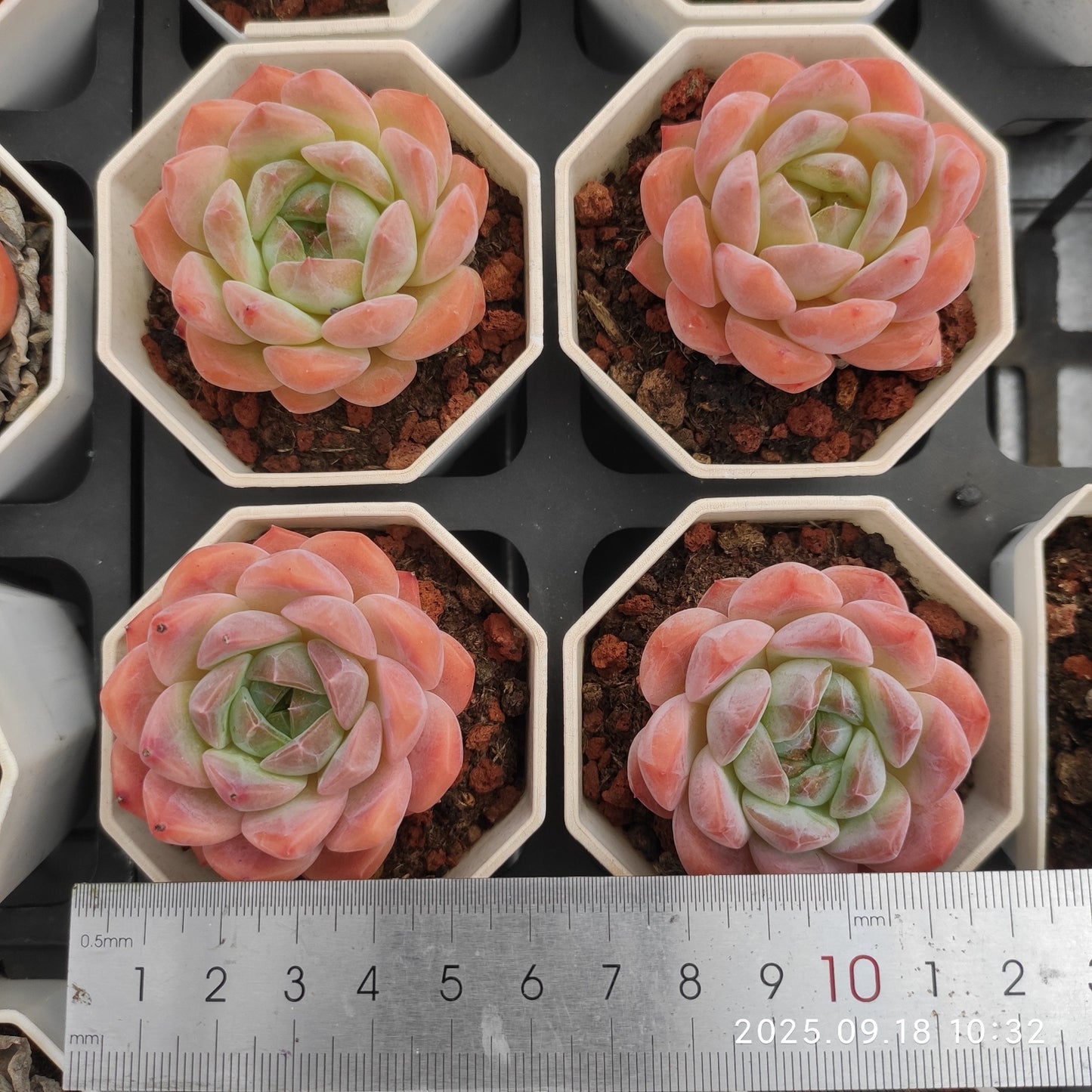 LMM166 ローンリー ハート(7cm pot)