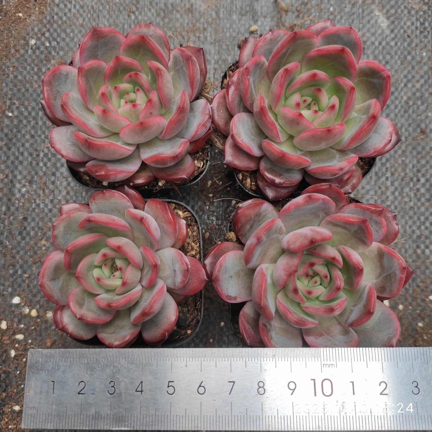 22606 とグリーンピンク(6.5cm pot)