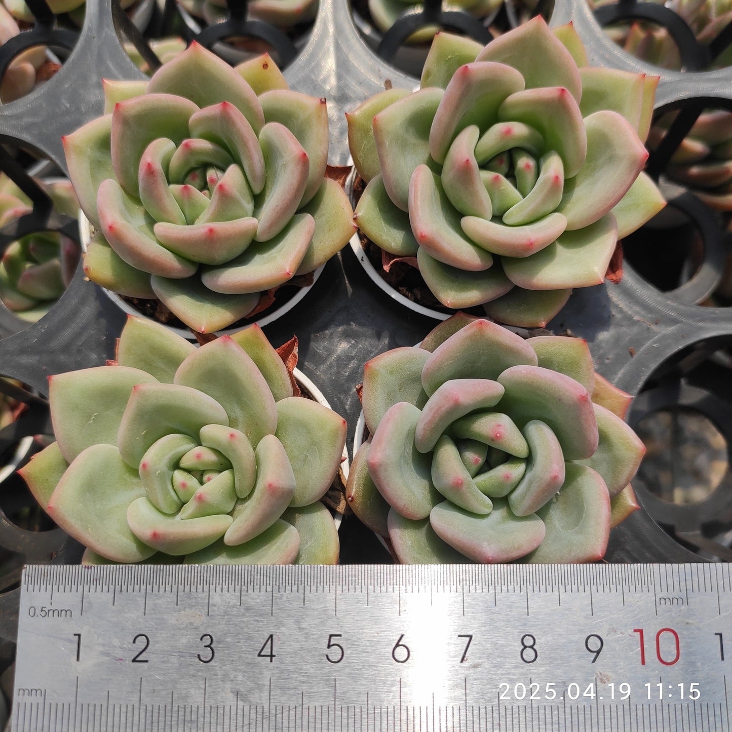 ZZA266 ホワイトナイト(白夜)(5.5cm pot)