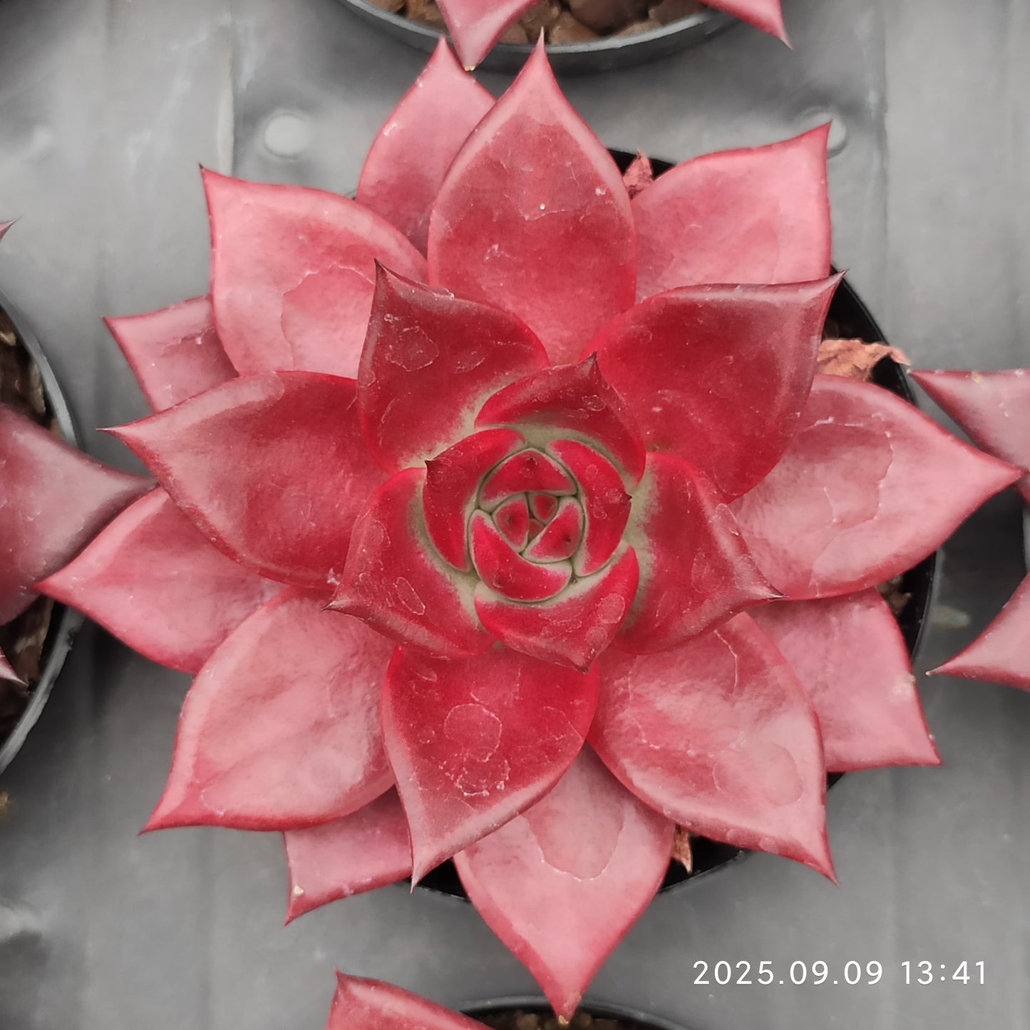 MMT627 ロビン(9cm pot)