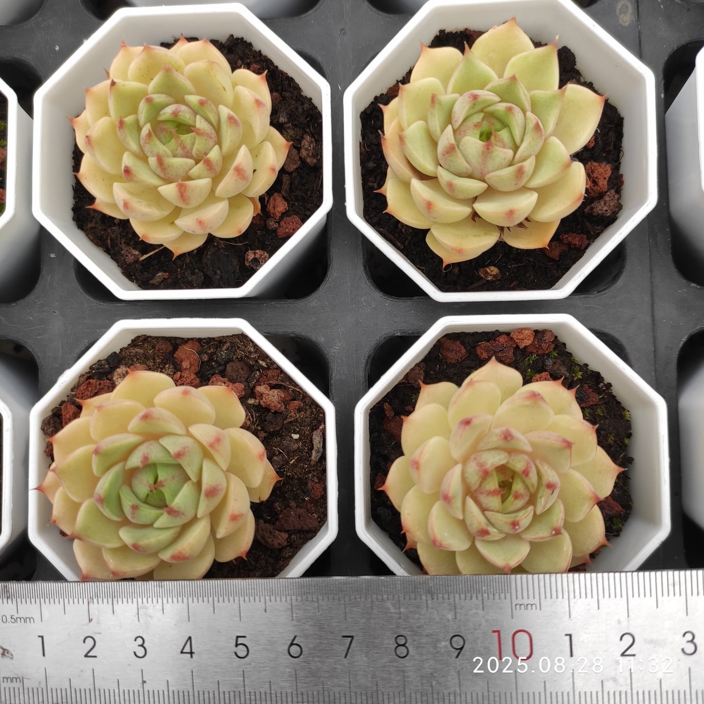 YBB011 ベンバディス(7cm pot)