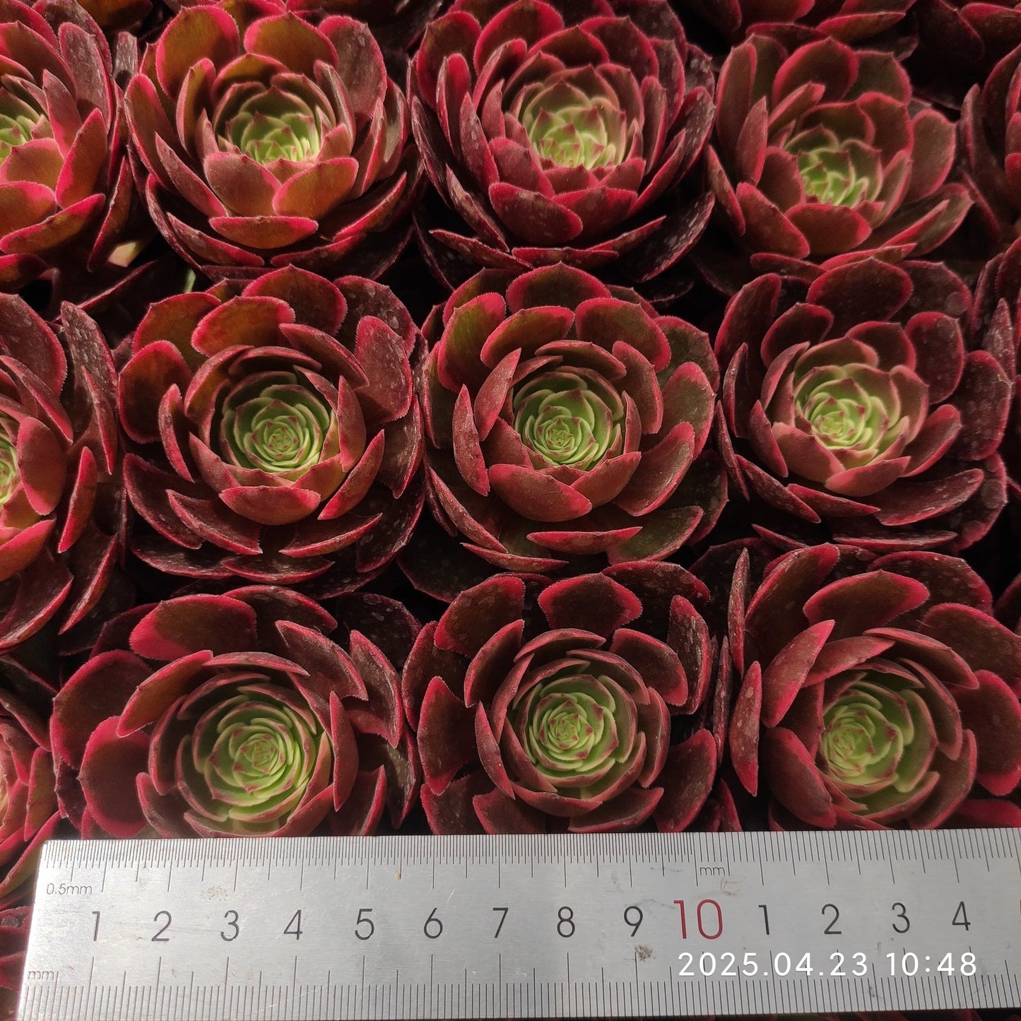 ON742 バンクェット(50cm pot)