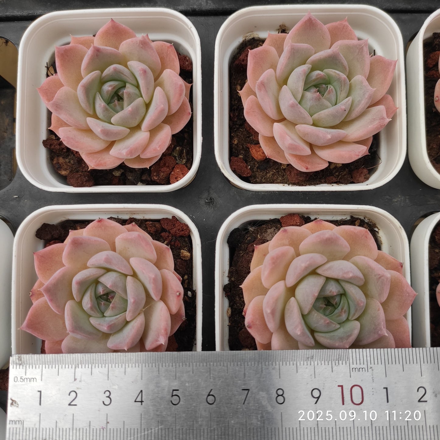 HG023 マルギャンHyb(7cm pot)
