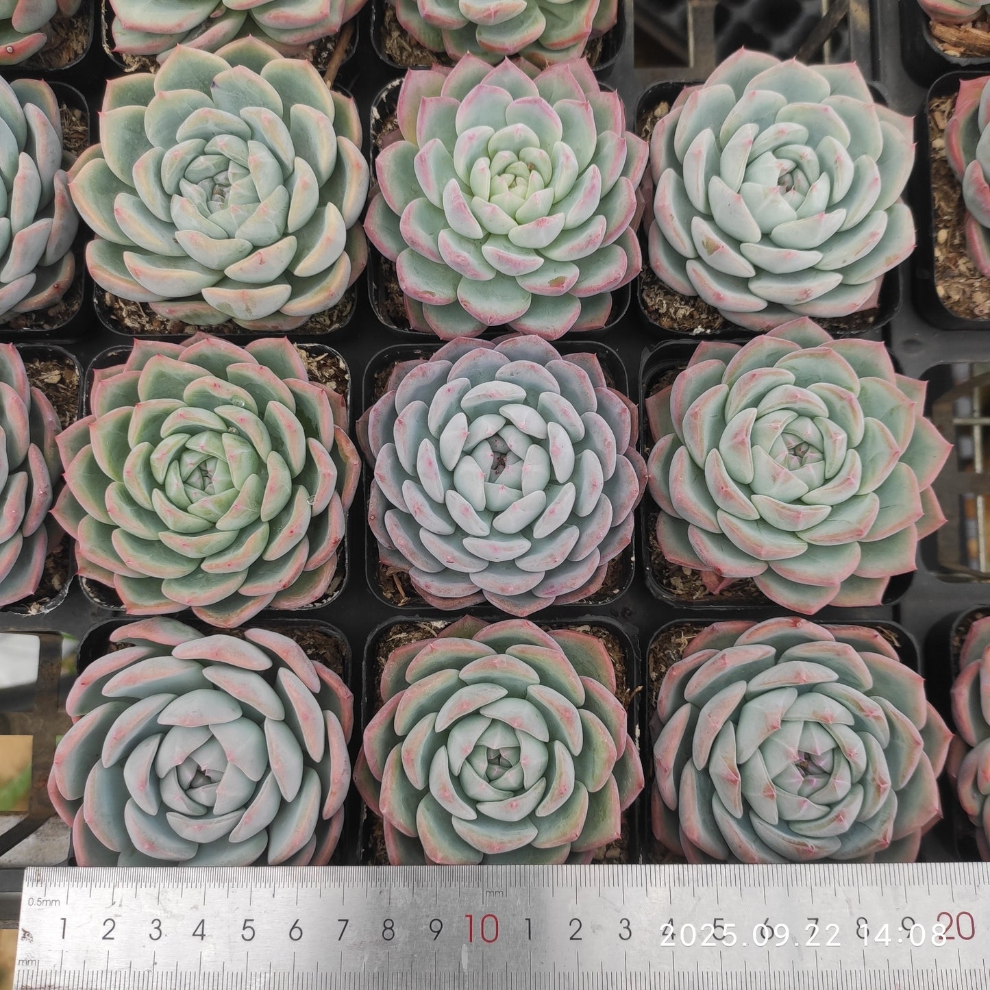 LB024 ウォーター ドリームHyb(7cm pot)