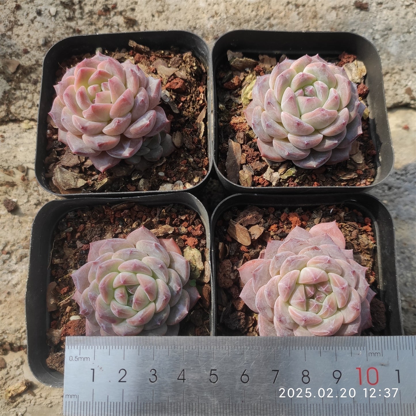 ZZA249 ピンク チェリー (7cm pot)