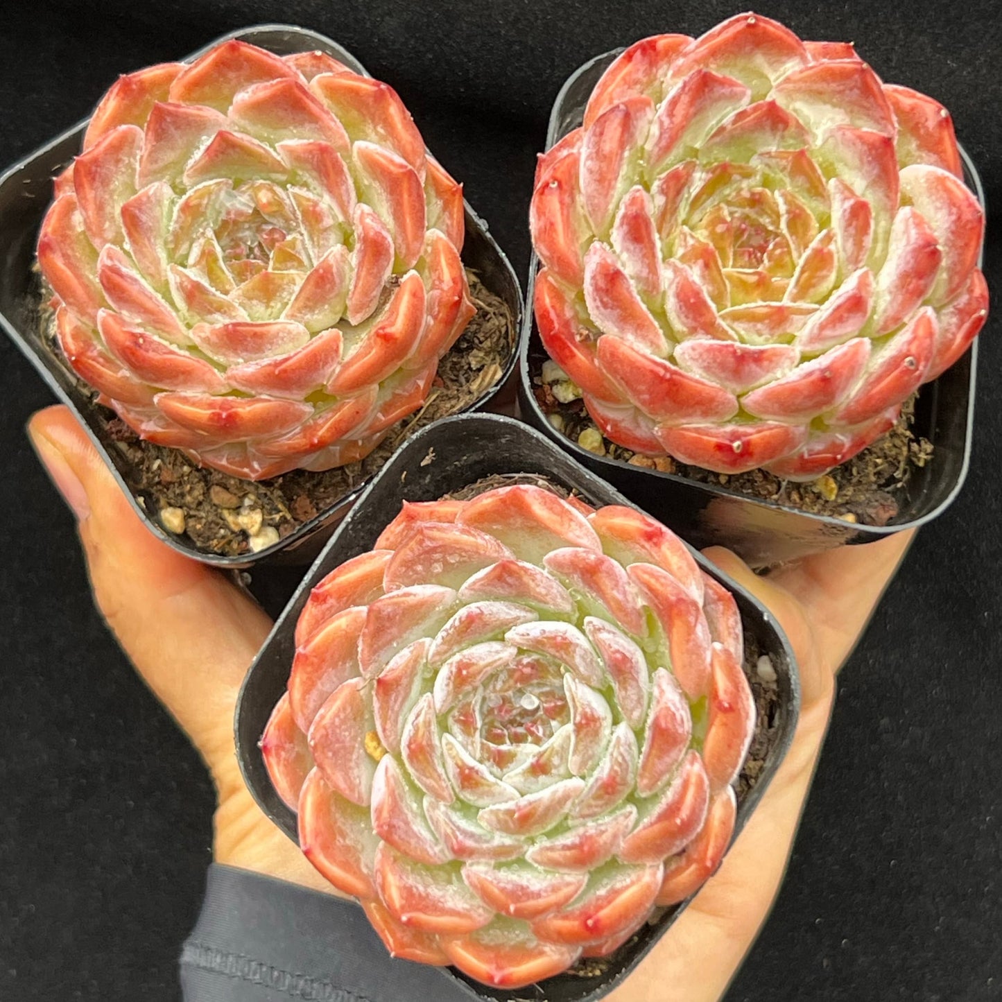 BL2007 シュガー クリスタルHyb(7cm pot)