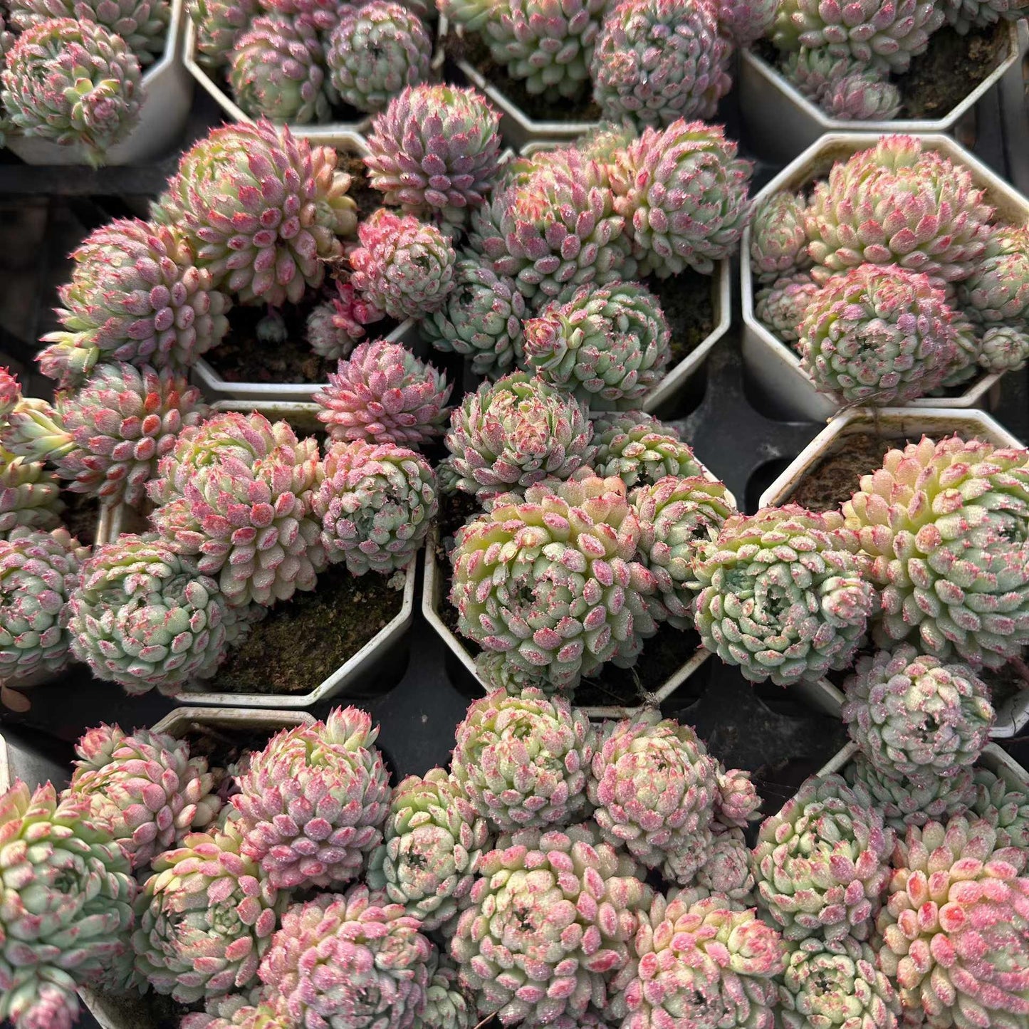 8350 グロブローサ