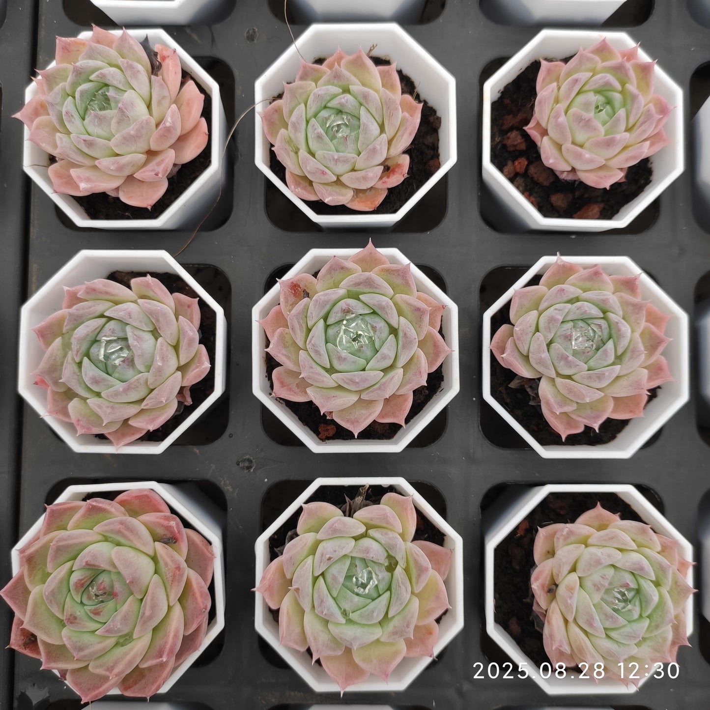 YBB265 ヘレナ hyb(5.5cm pot)