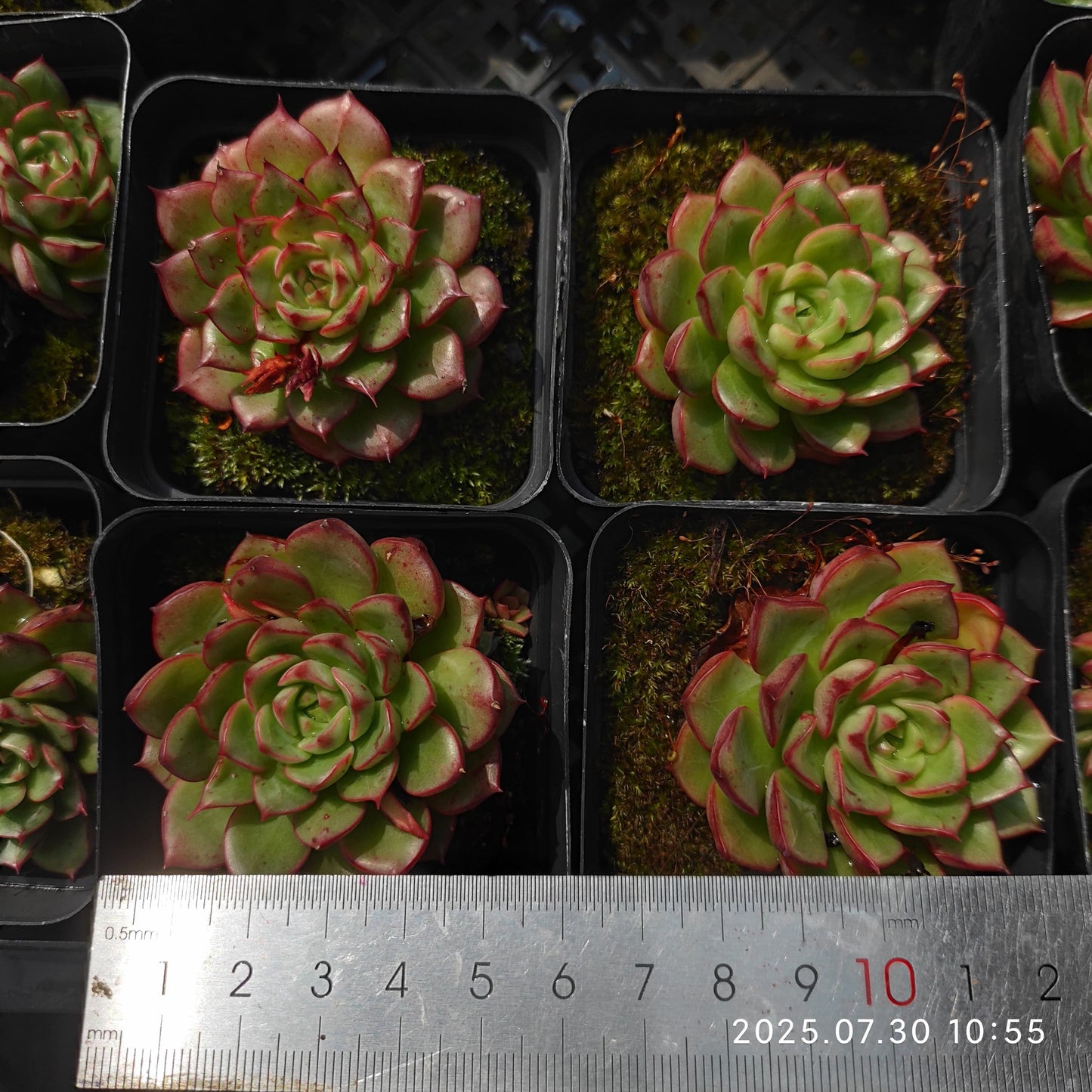 QN362 マジックフレイム(7cm pot)