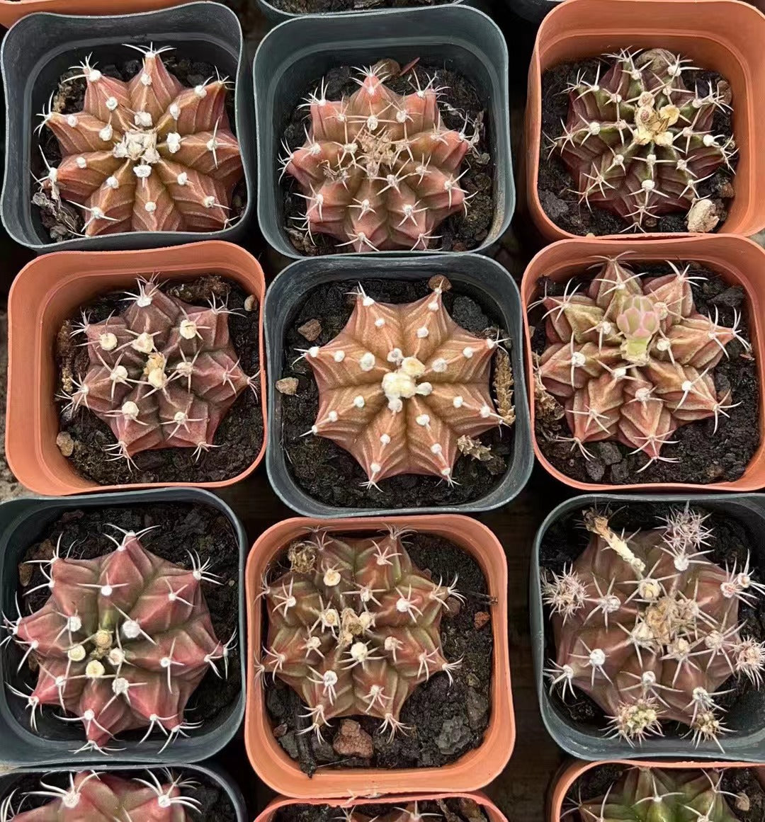 CS193 ミハノビッチ(7cm pot)