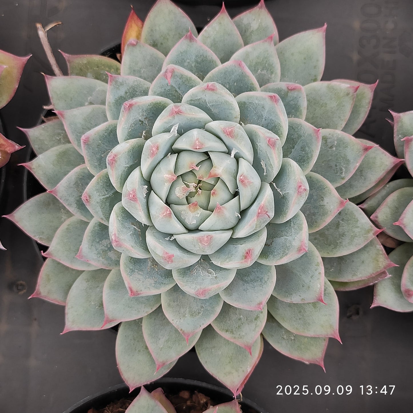 MMT879 ドリームジェイド(9cm pot)
