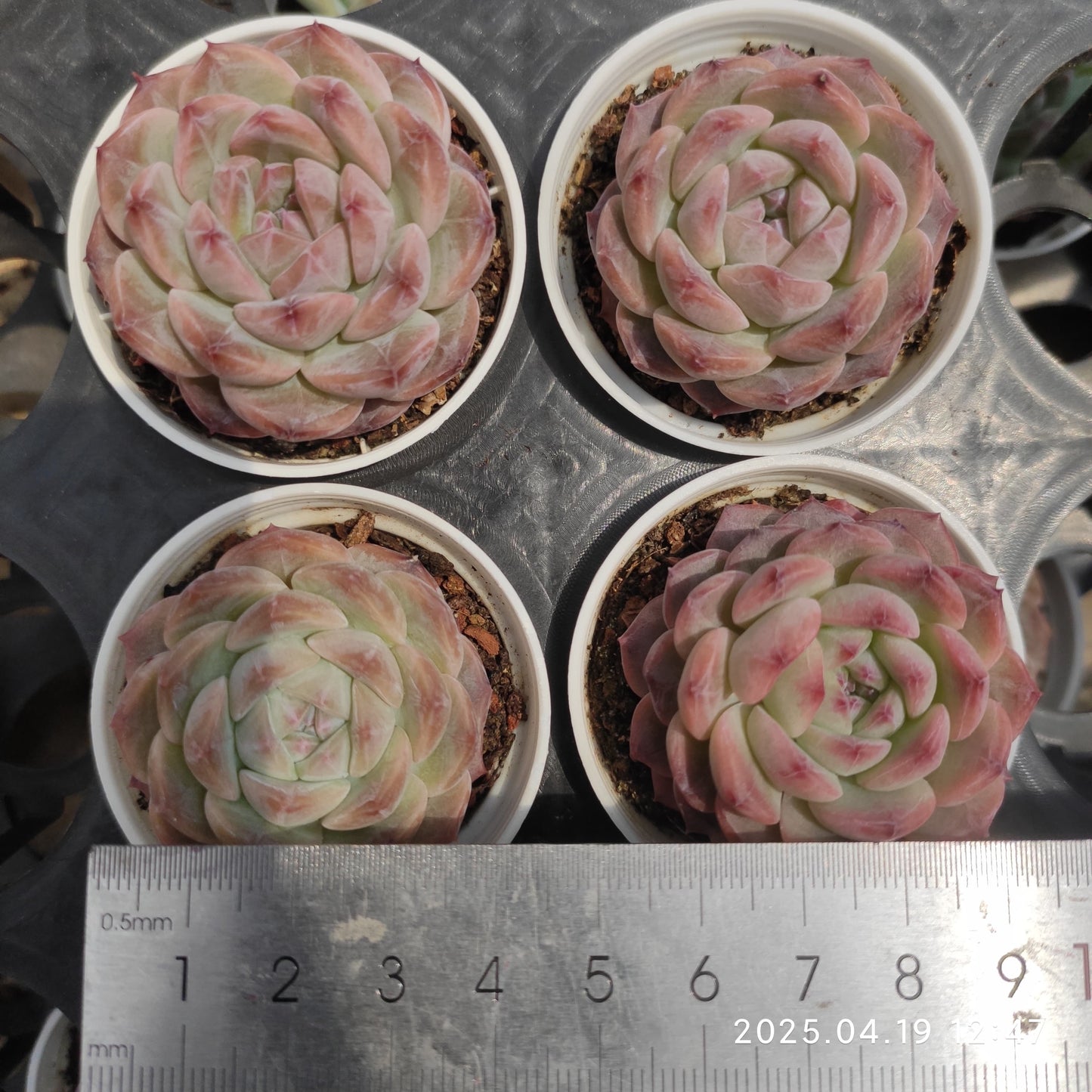 ZZA932 アイススピリット(5.5cm pot)