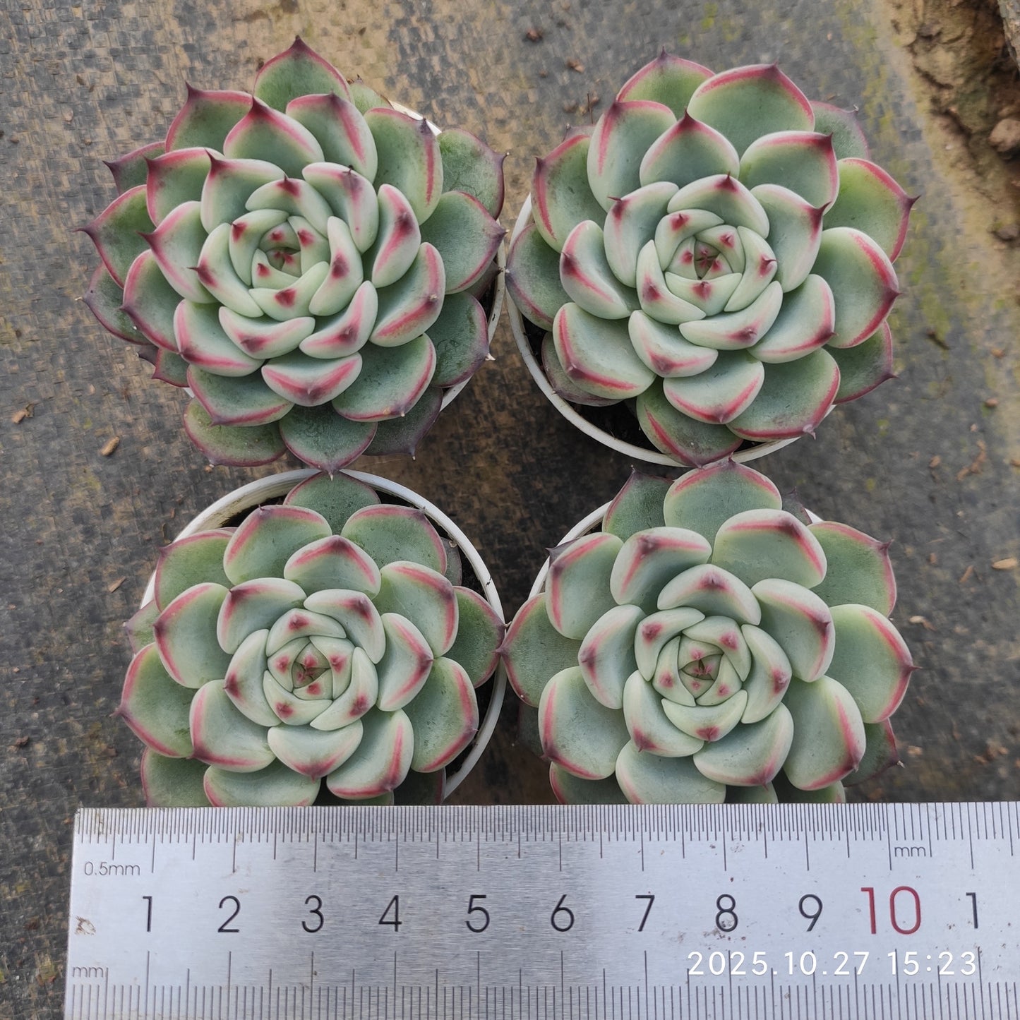 LB083 マーシェル(5.5cm pot)