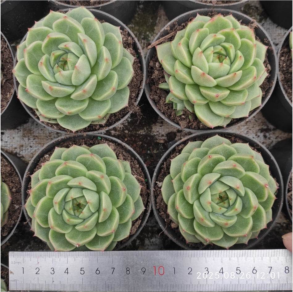 XY152 グレーズ・ジェニー (7cm pot)