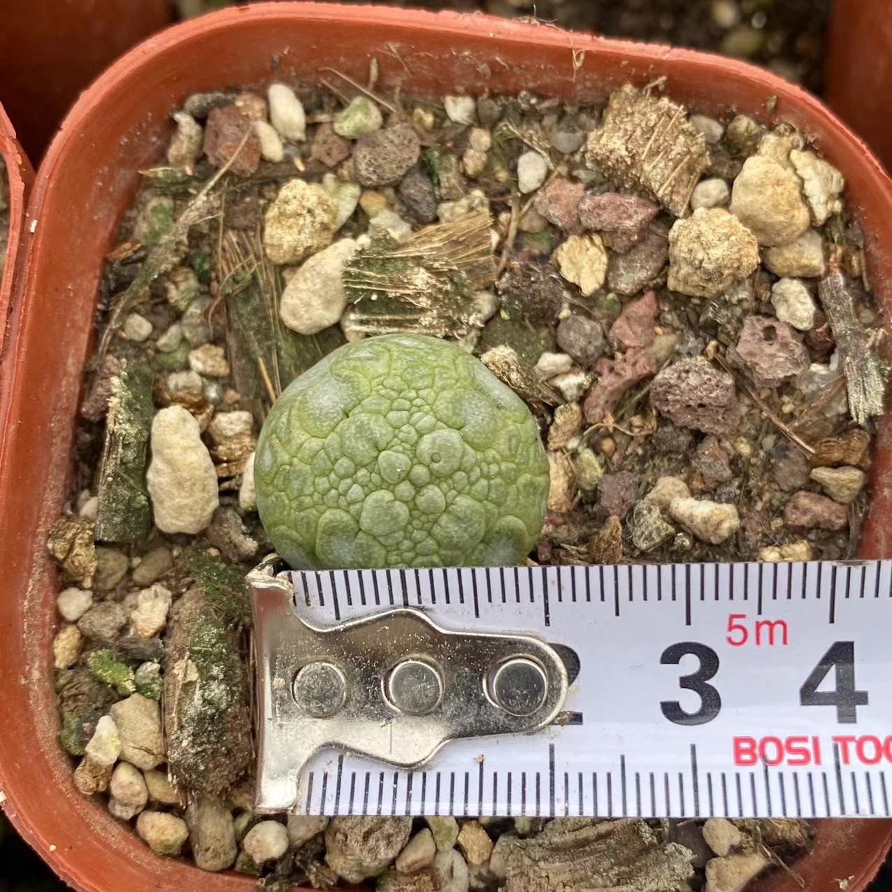 ZL124 プセウドリトス ミギウルティヌス (2cm pot)