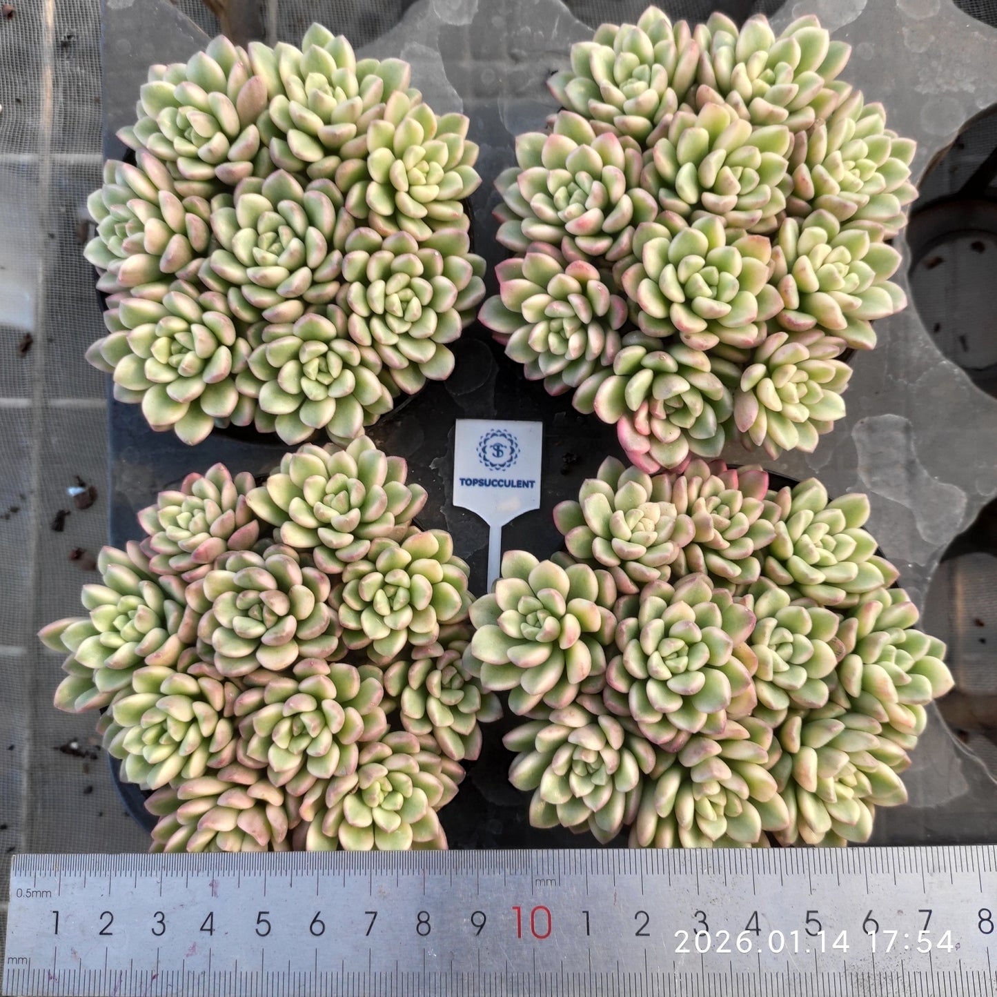 24781 タロック錦