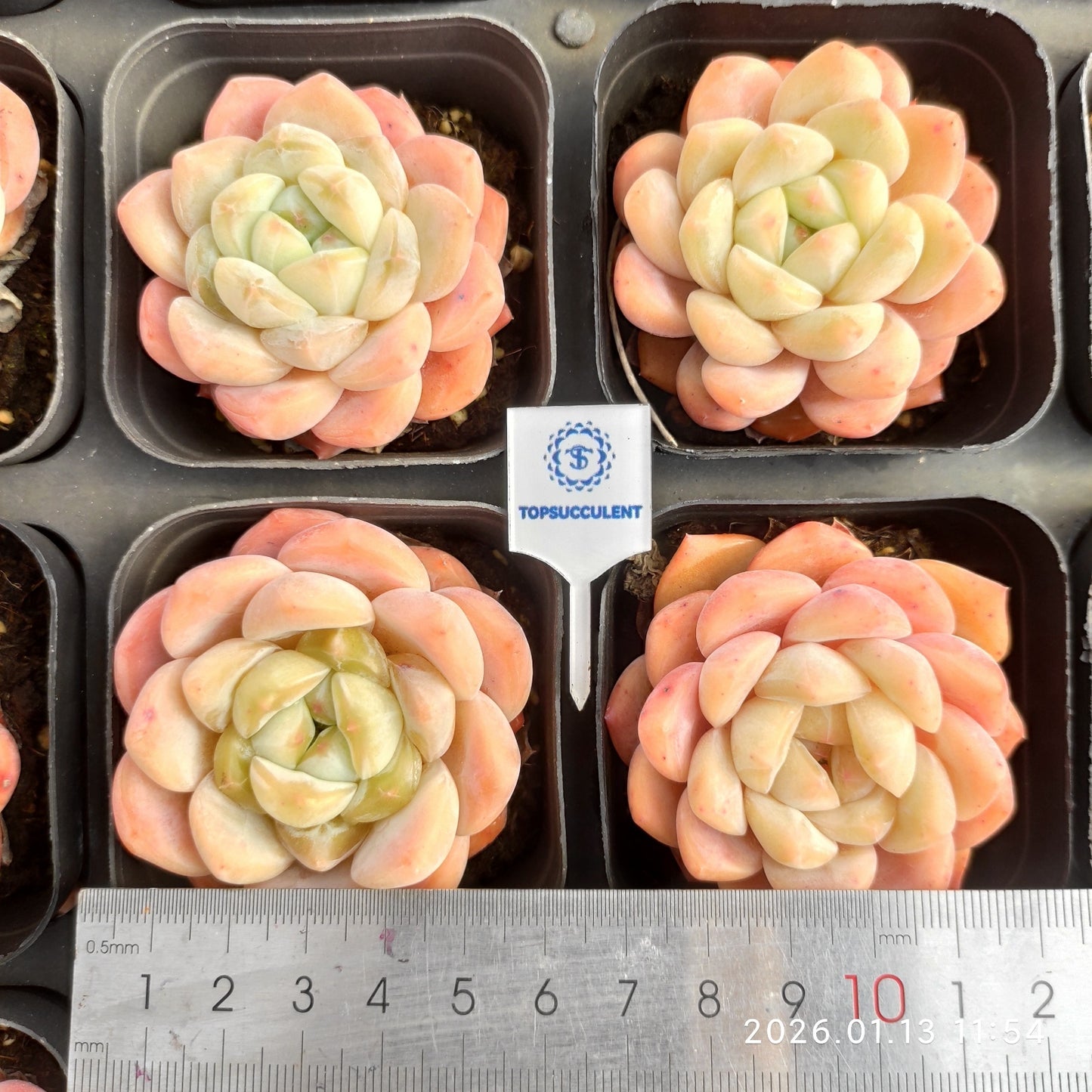 80534 ピンク モリー