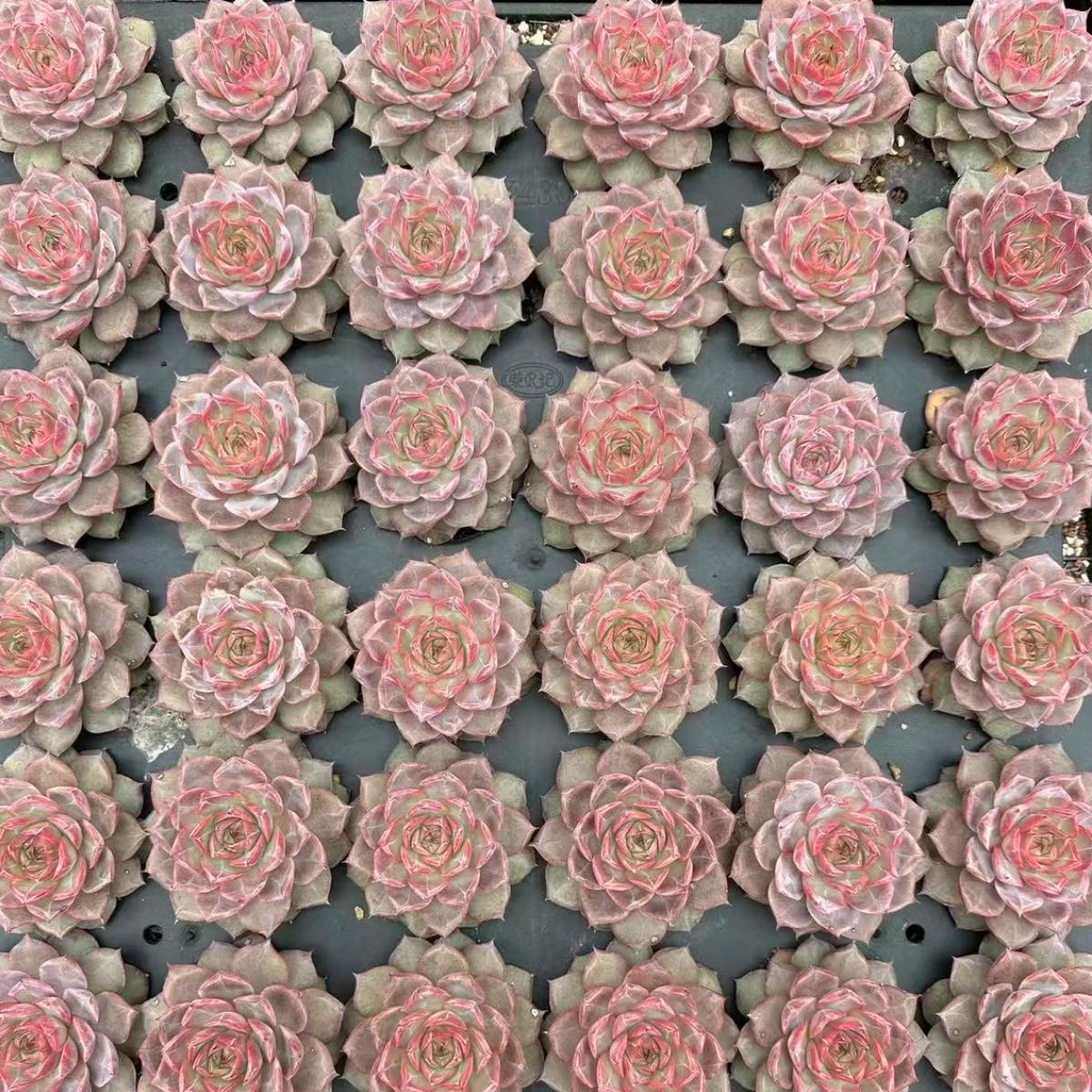 22628 バーゴー(5cm pot)