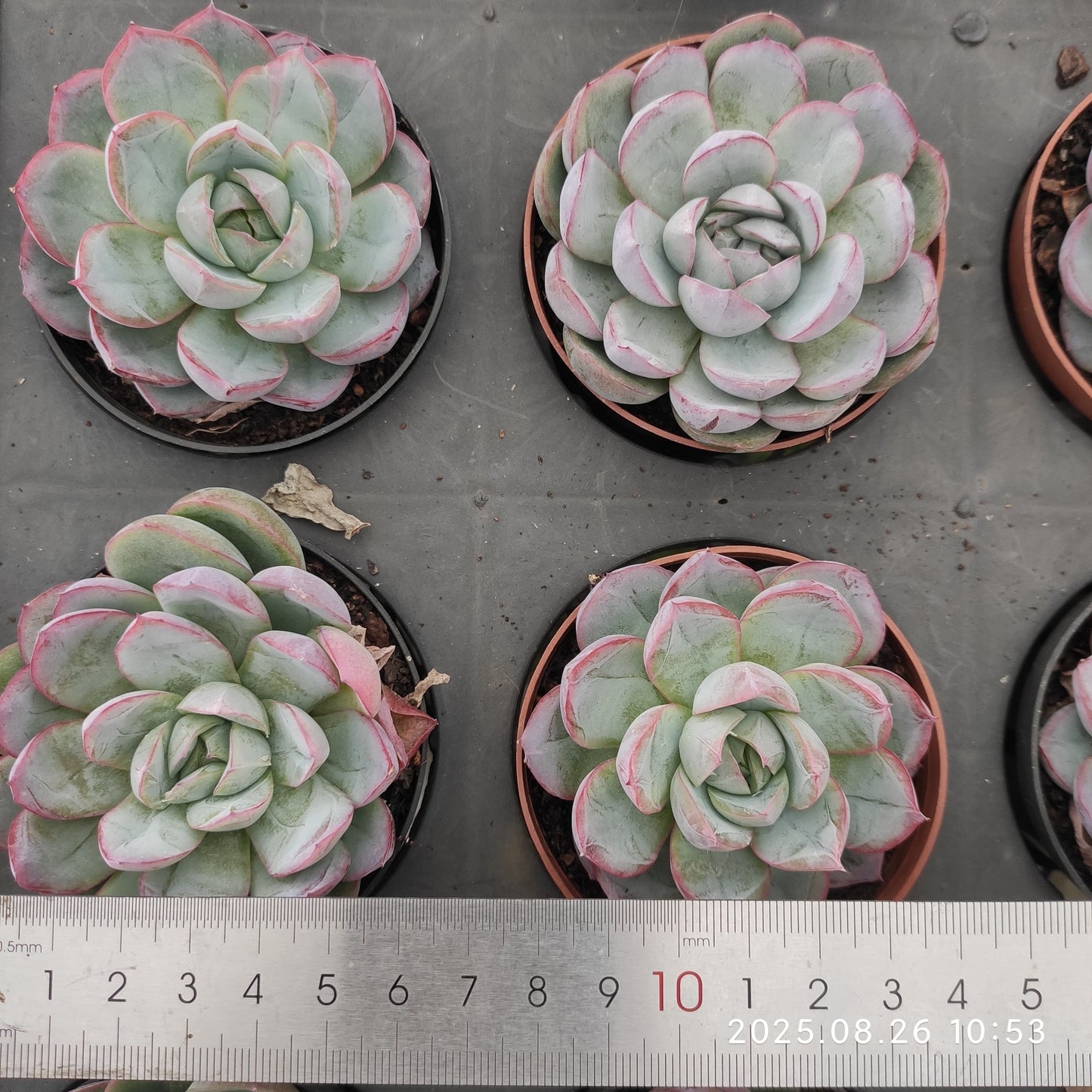 XY189 アイス ピュア (7cm pot)