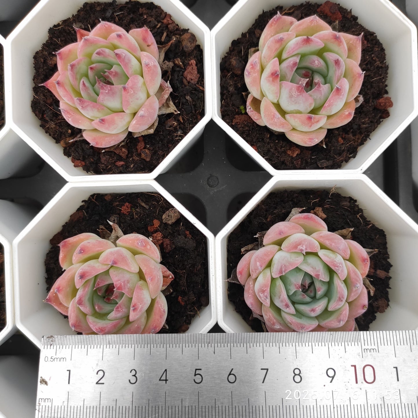 YBB129 チワワエンシス(7cm pot)