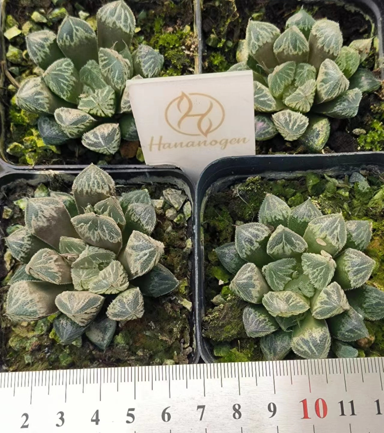 7397 雪牡丹 ゆきぼたん