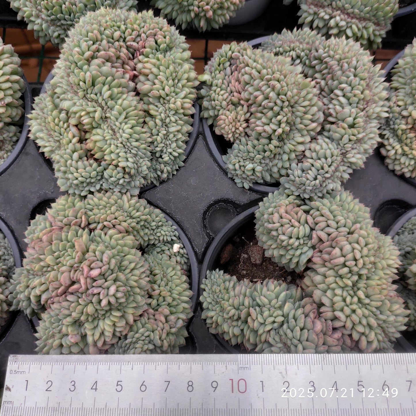 MMY1207 ホワイトファット綴化(9cm pot)