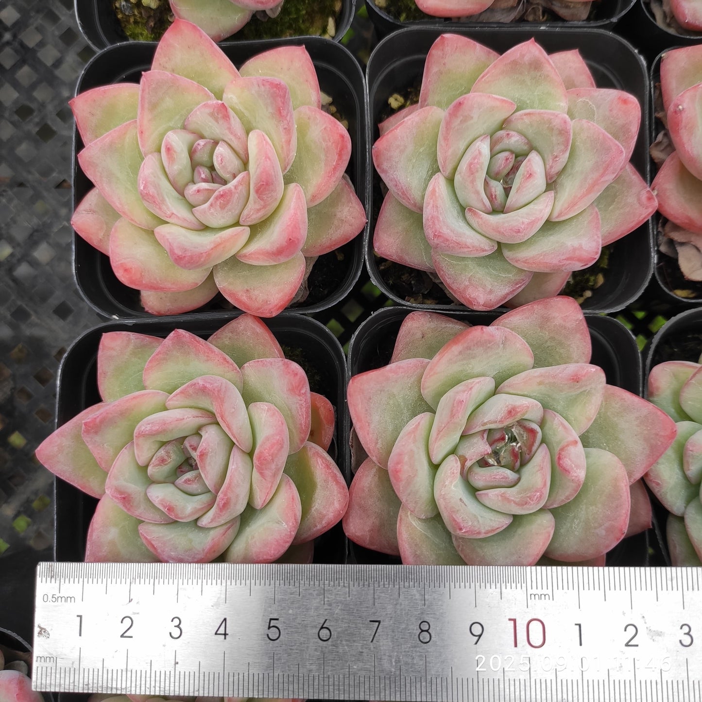 QN348 アマビレ(7cm pot)