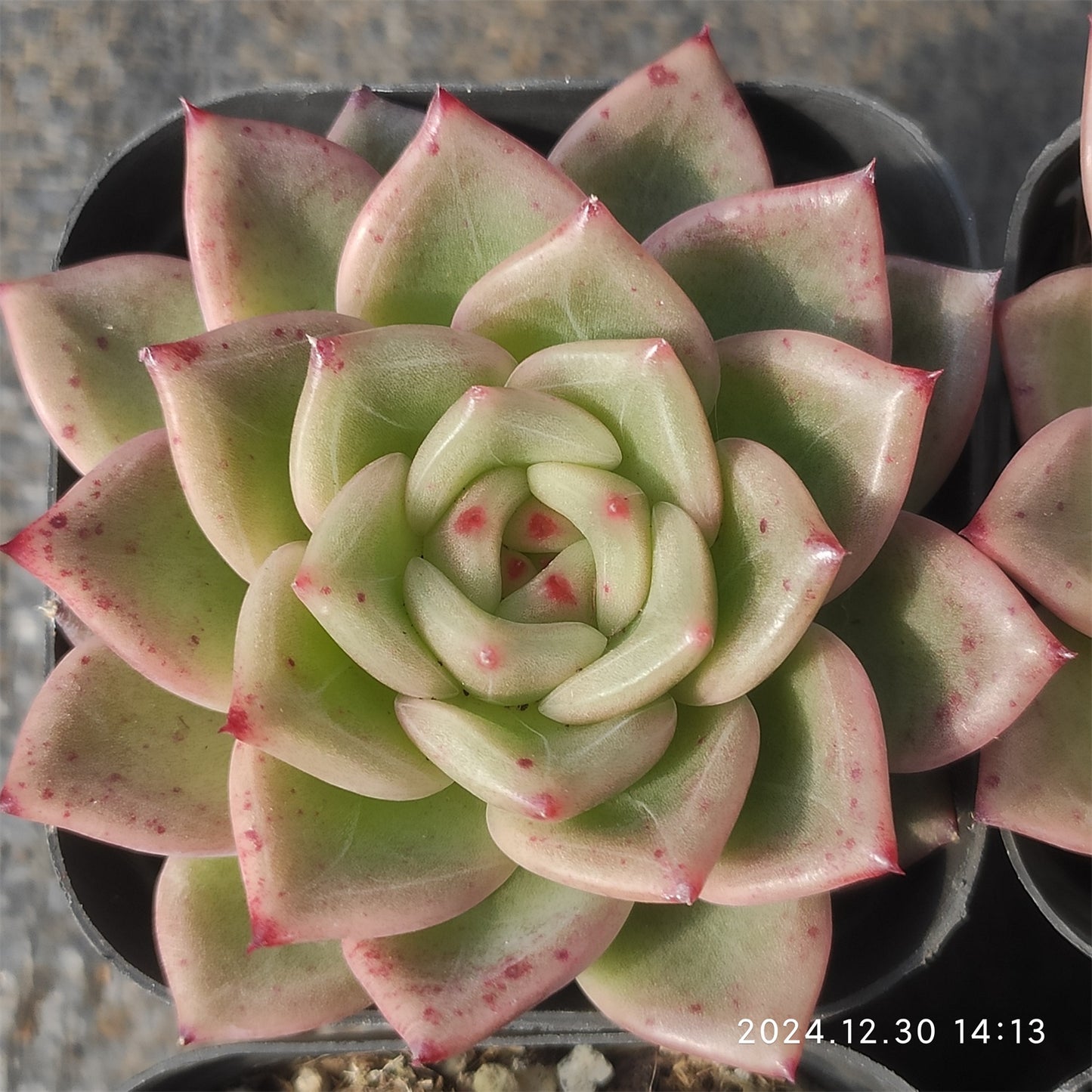 XQ498 ナターリャ (7cm pot)