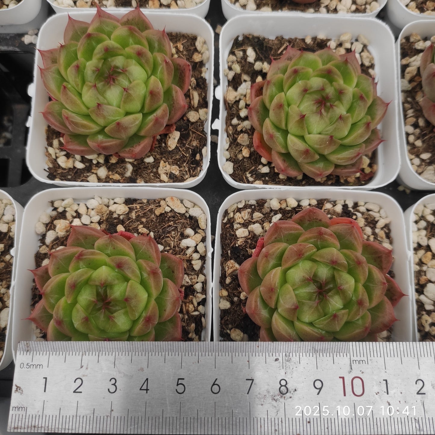 20351 ムーン ラヴァー(7cm pot)