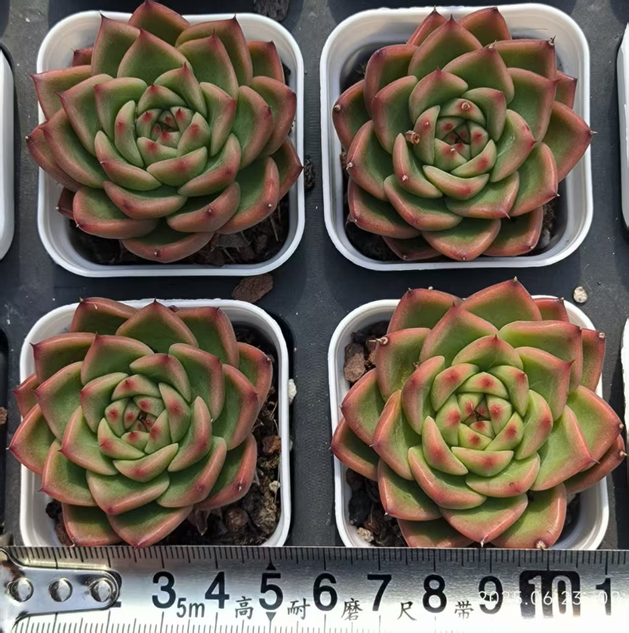 HC228 アンストーン (5.5cm pot)