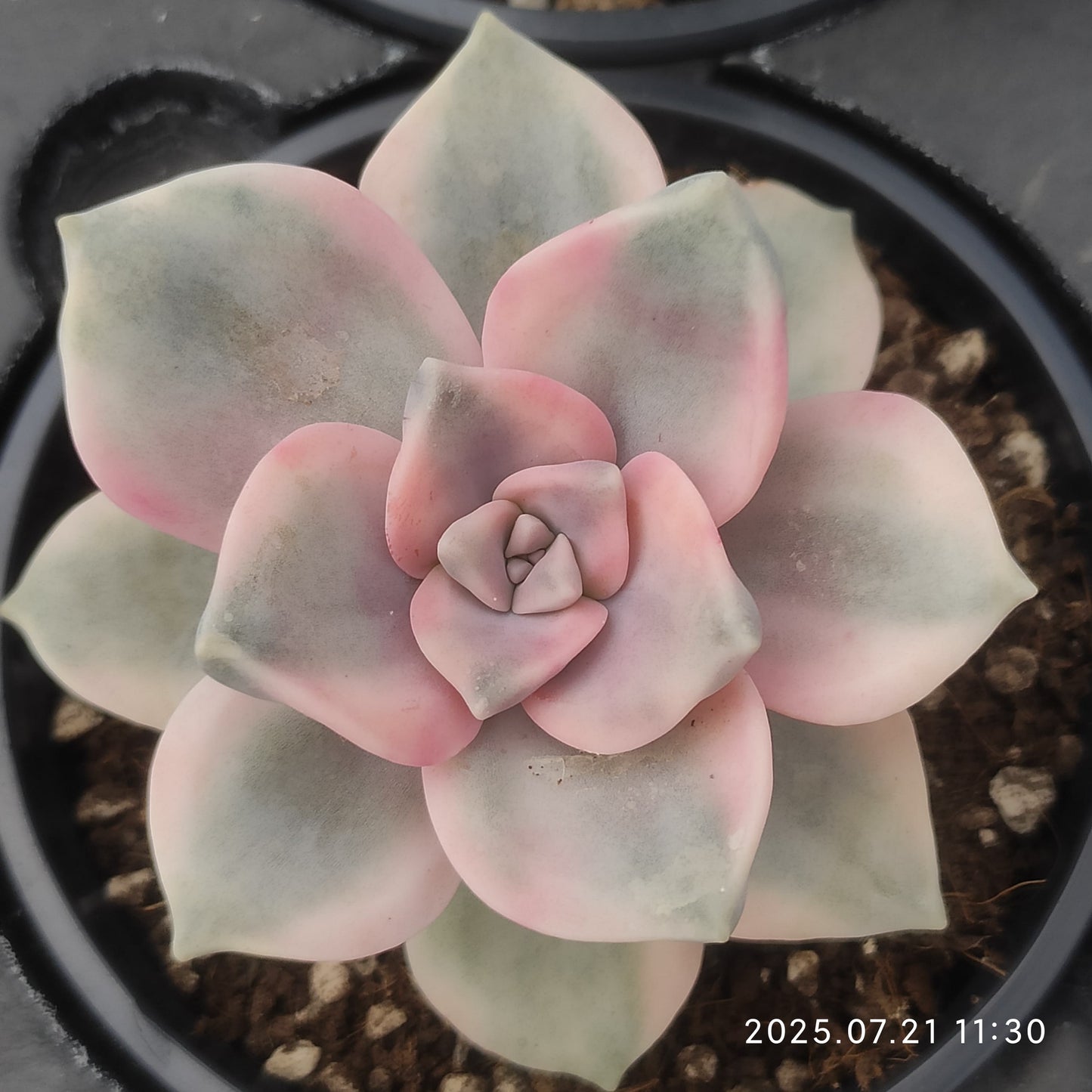 MMY970 スノーホワイト錦(9cm pot)