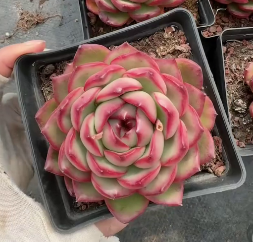 26564 マールボロ