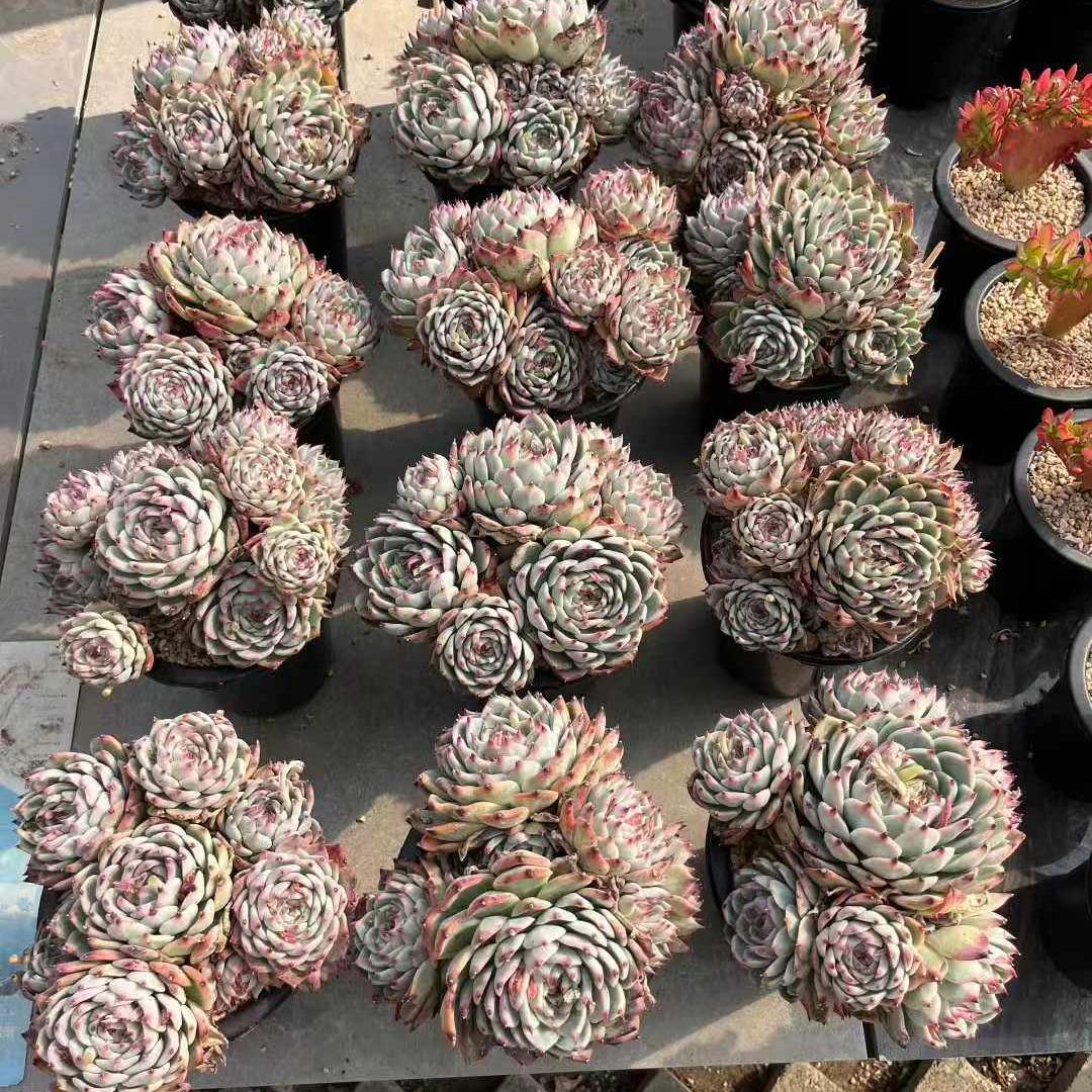 360032 チワワエンシス