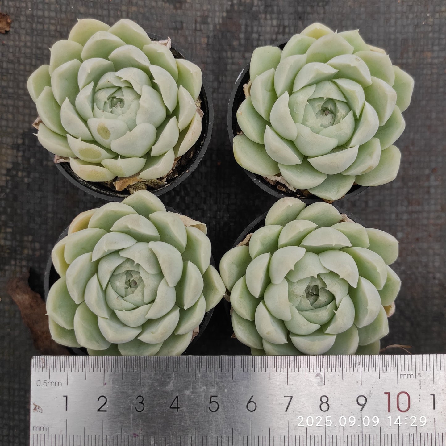 MMT140 ヒューミリス(5.5cm pot)