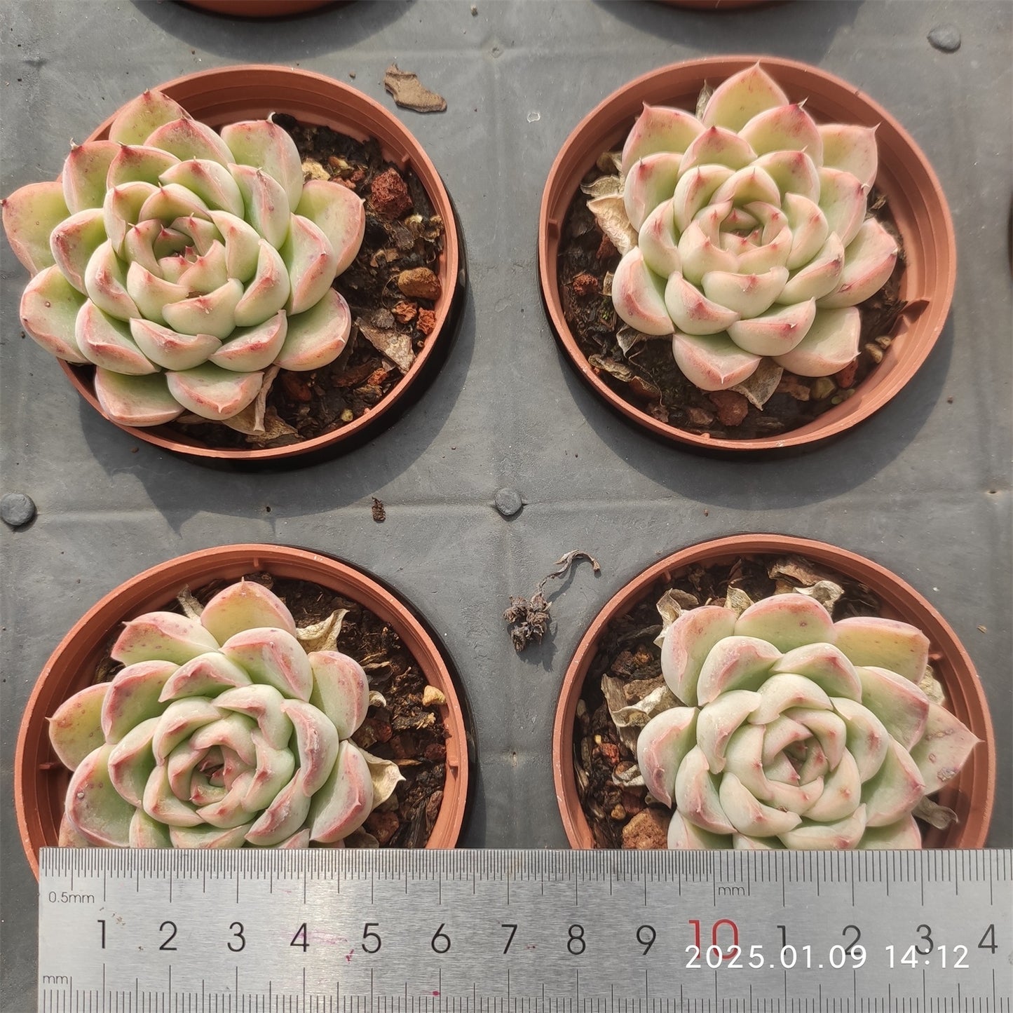 XY113 モダン ジェングHyb(7cm pot)